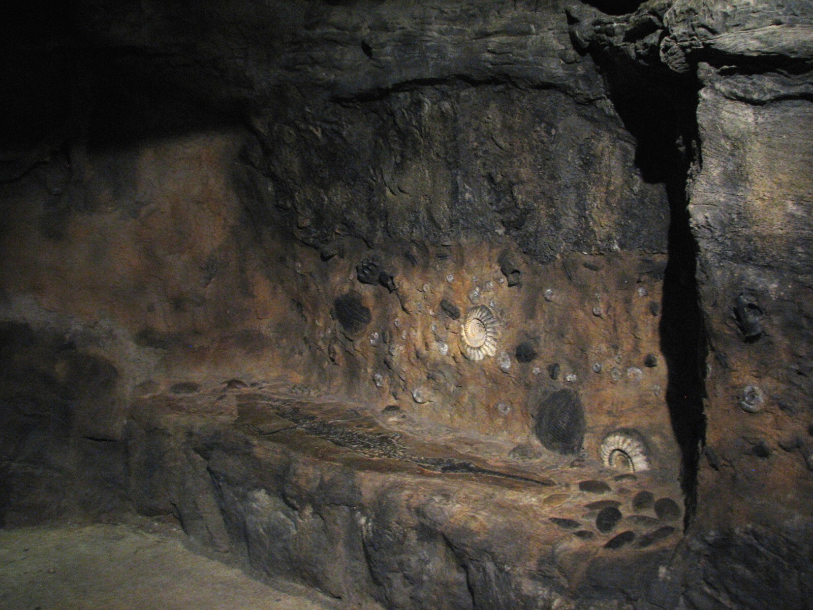 Africa Live - Fossil Wall