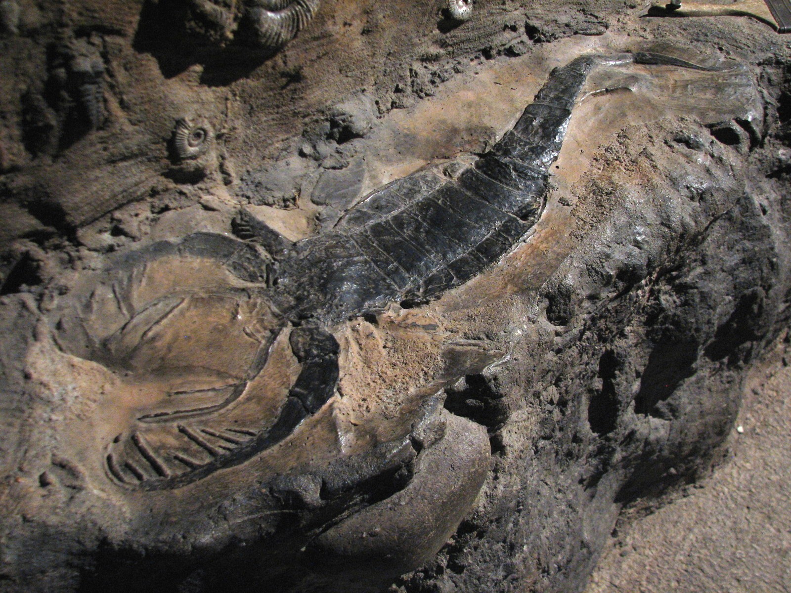 Africa Live - Fossil Wall