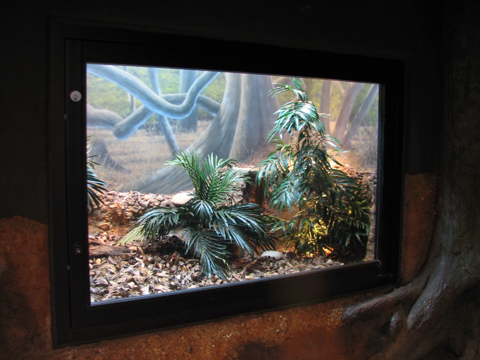 Africa Live - Gaboon and Rhino Viper Exhibit