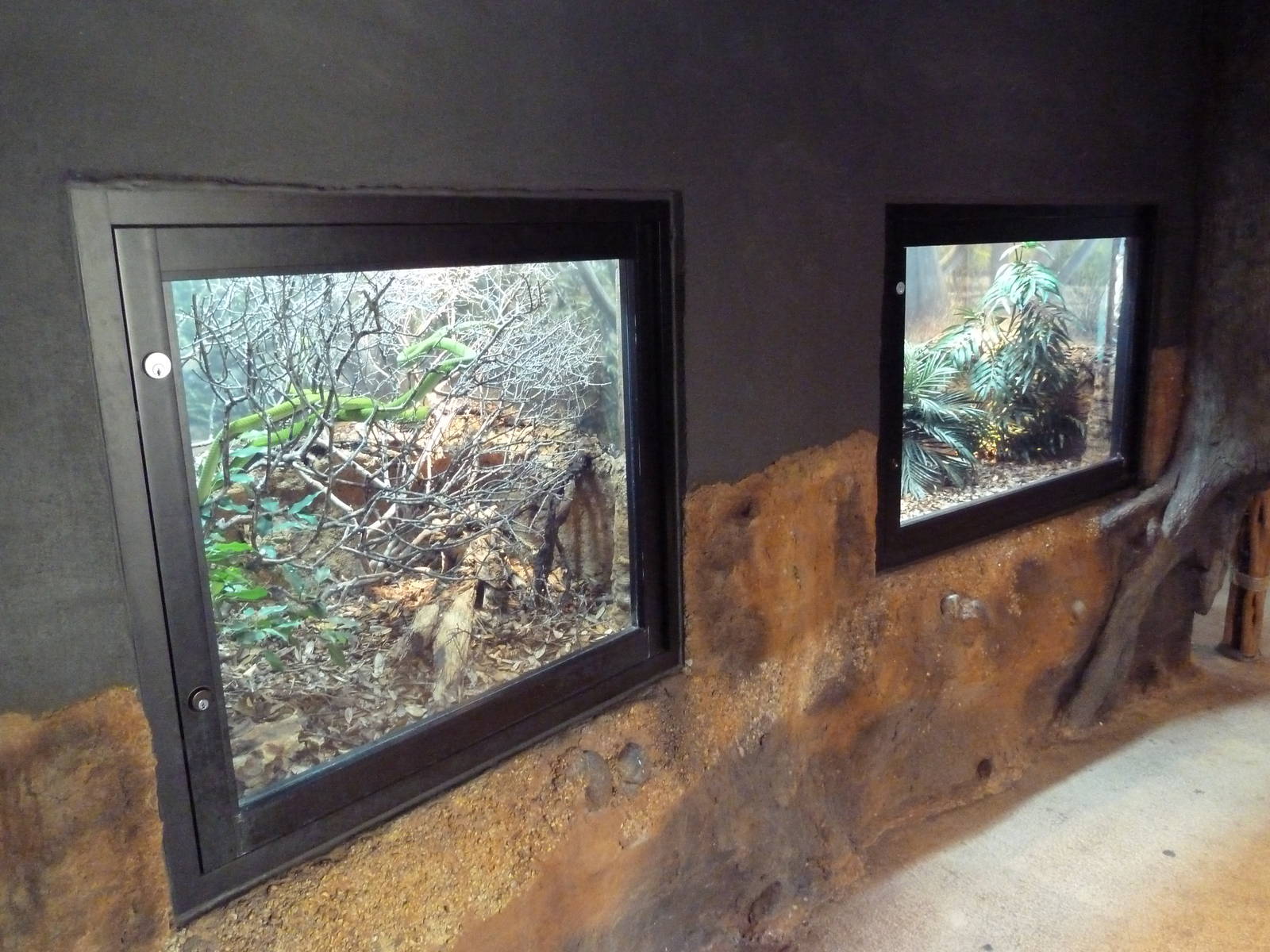 Africa Live - Green Mamba + Egyptian Cobra Exhibits