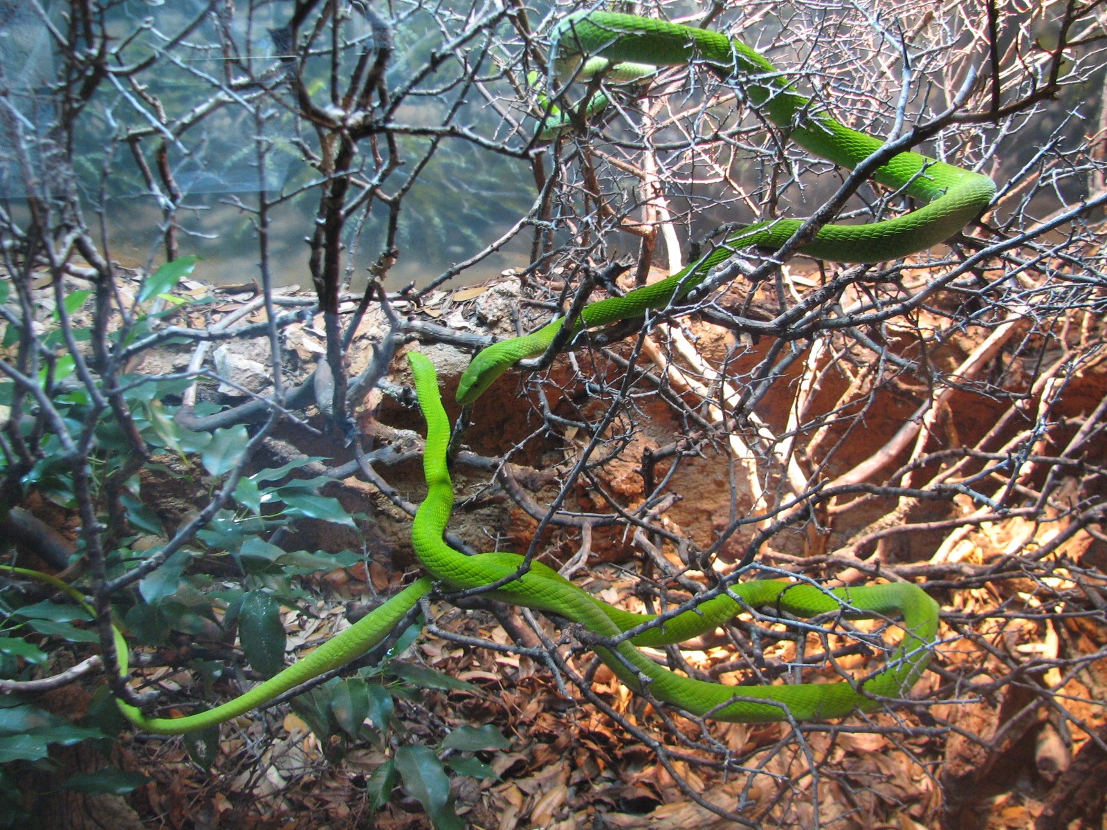 Africa Live - Green Mamba