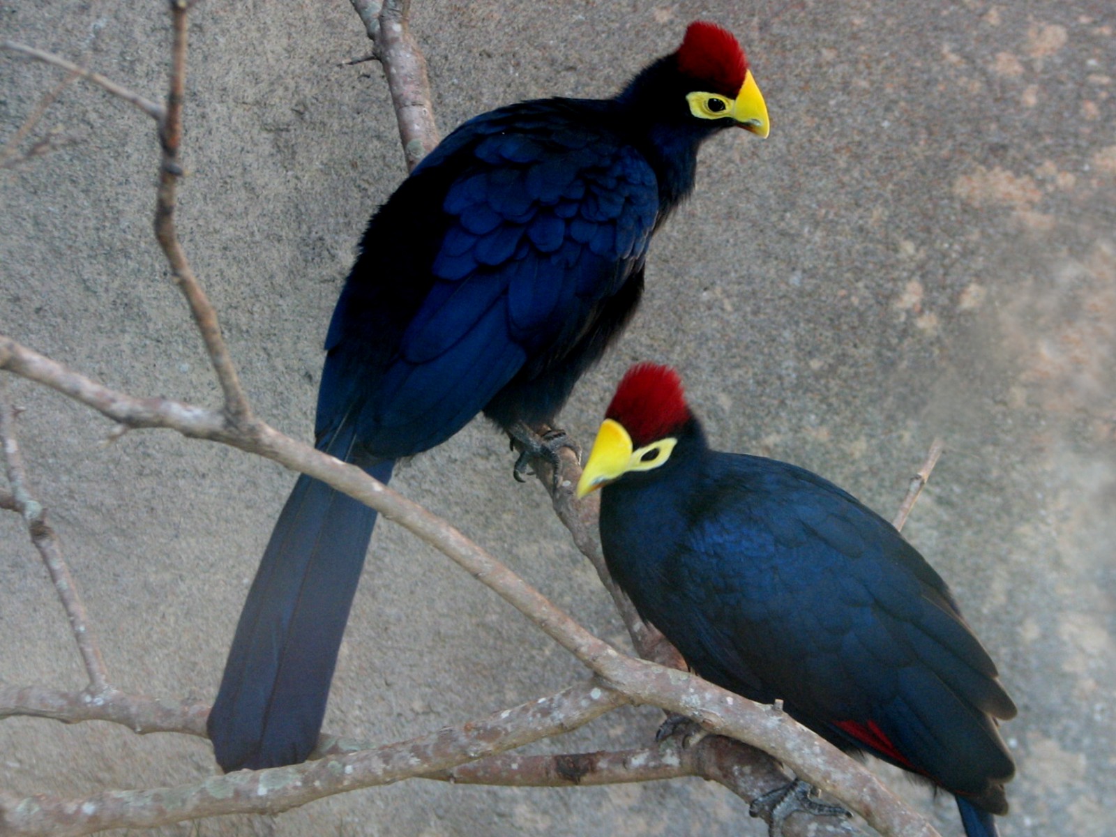 Africa Live - Lady Ross Turaco