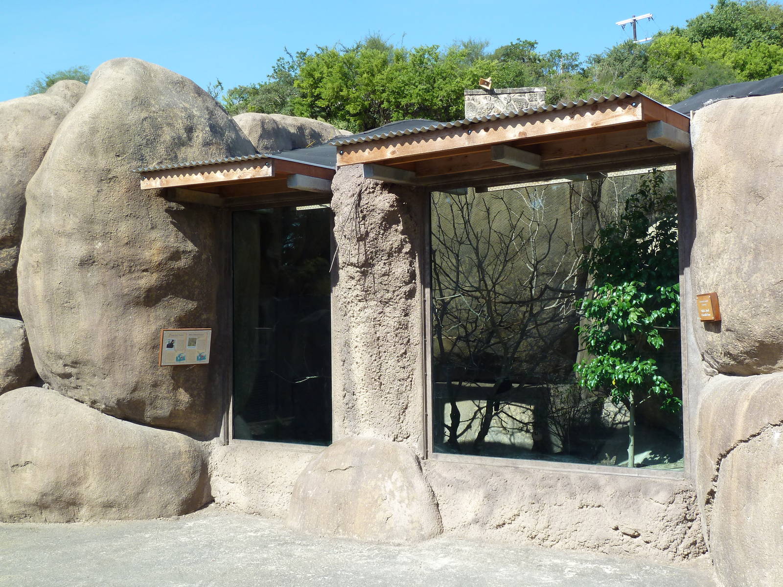 Africa Live - Lady Ross's Turaco/White-Bellied Bustard Exhibit