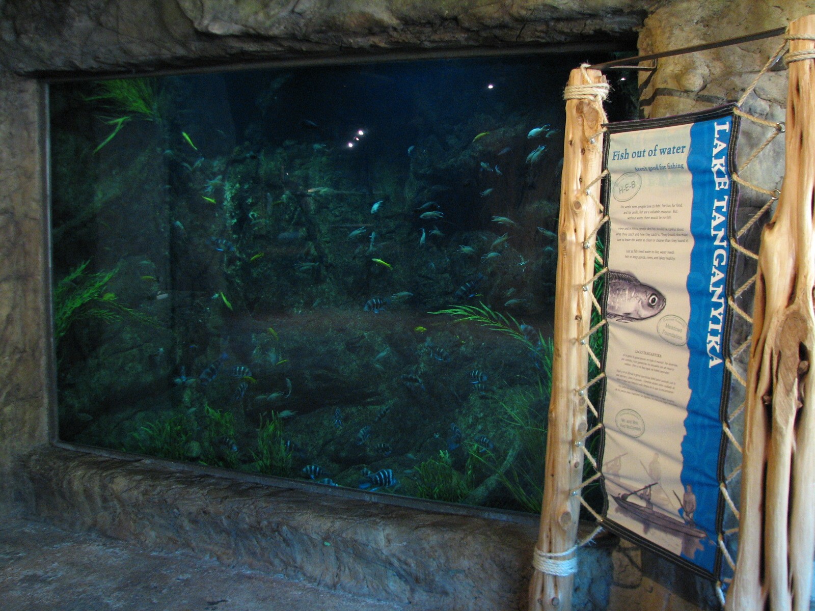 Africa Live - Lake Tanganyika Aquarium