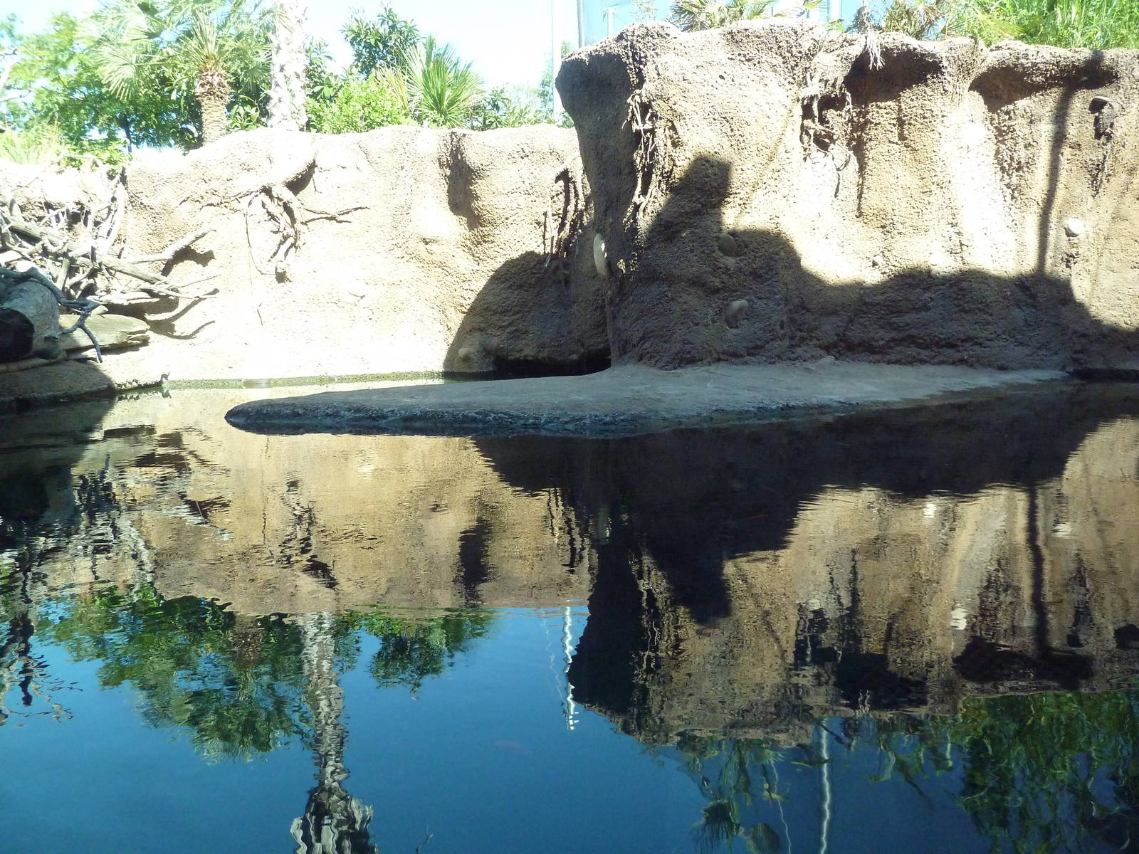 Africa Live - Nile Crocodile Exhibit