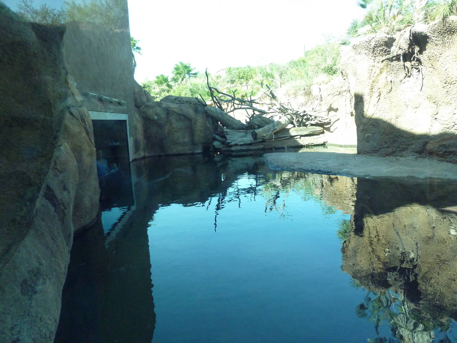 Africa Live - Nile Crocodile Exhibit