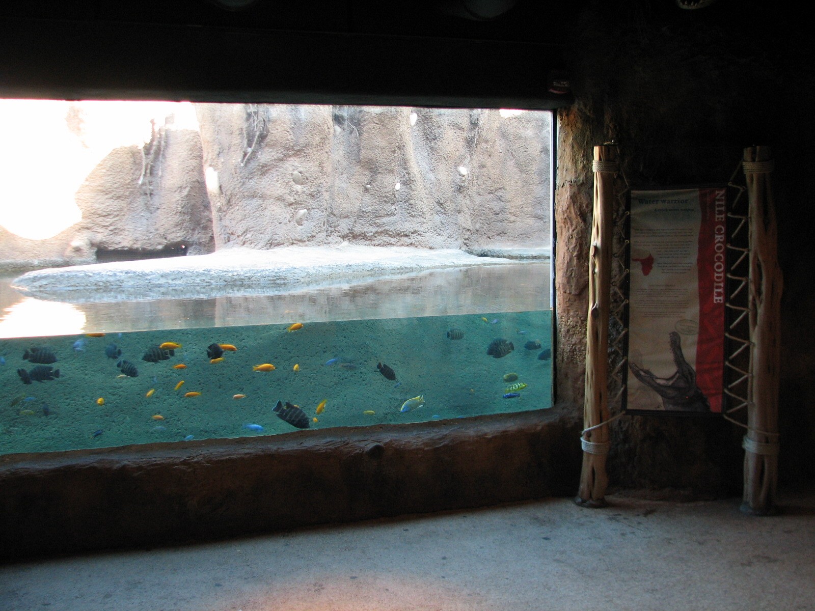 Africa Live - Nile Crocodile Exhibit