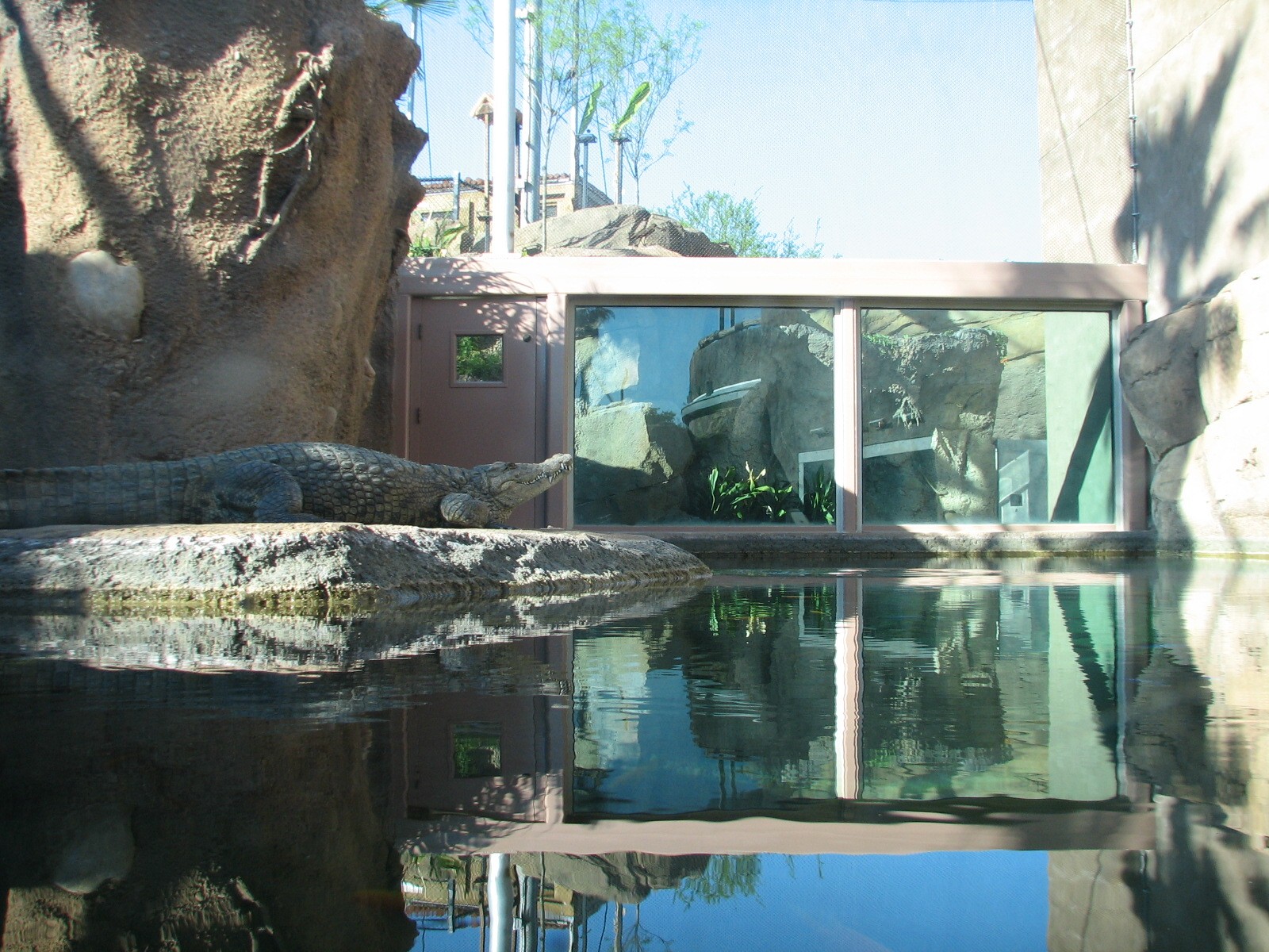 Africa Live - Nile Crocodile Exhibit