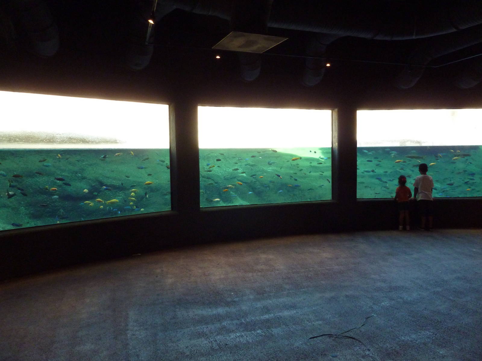 Africa Live - Nile Hippo Exhibit