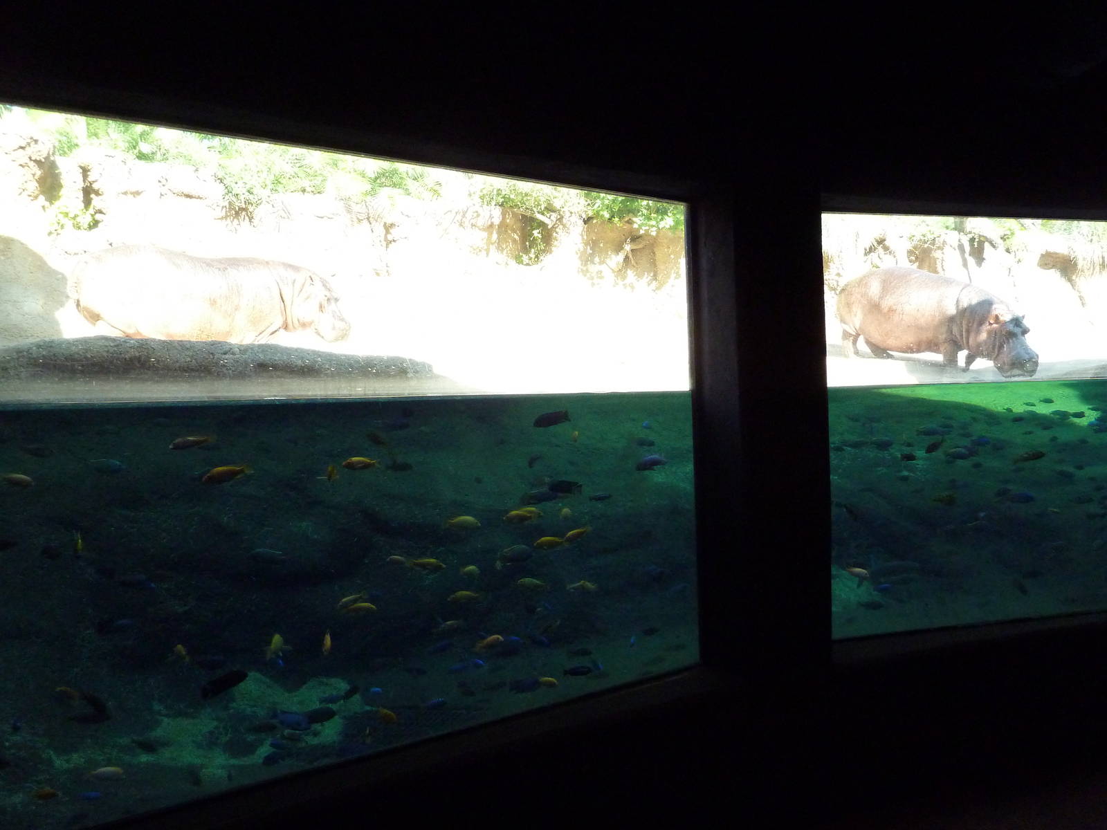 Africa Live - Nile Hippo Exhibit