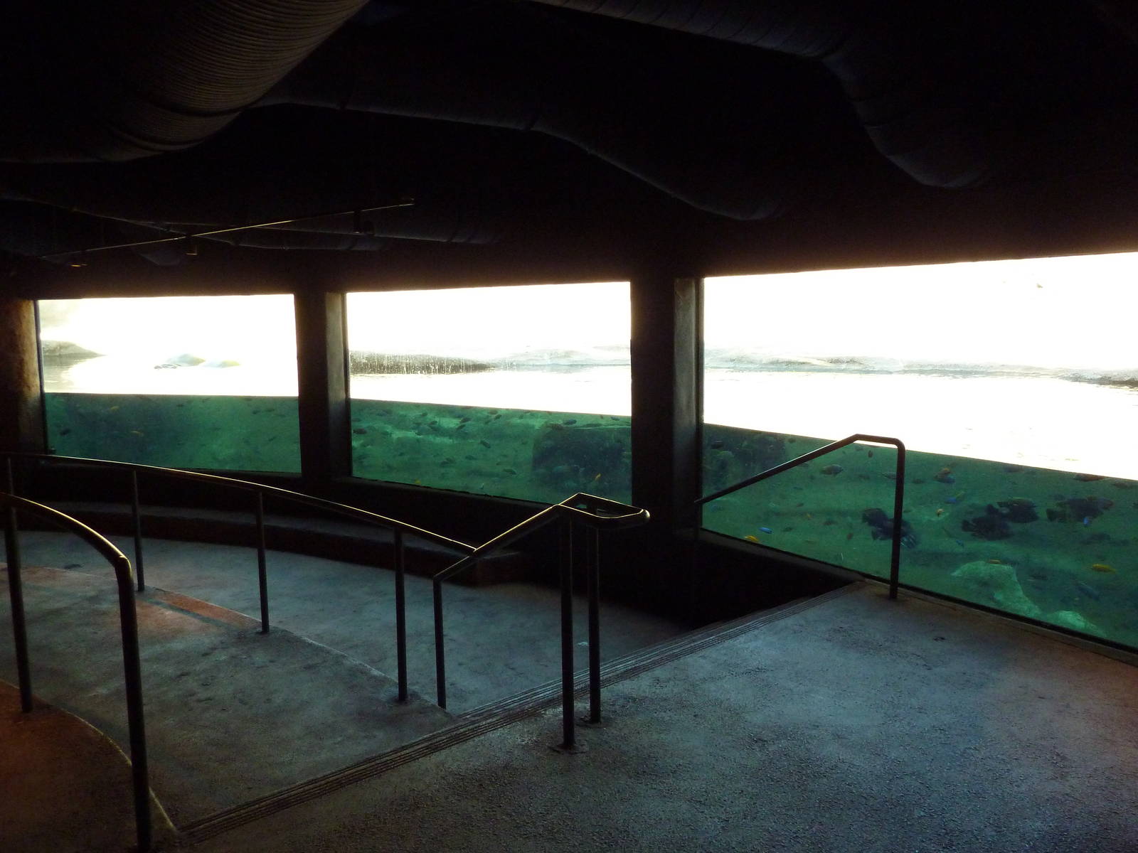 Africa Live - Nile Hippo Exhibit