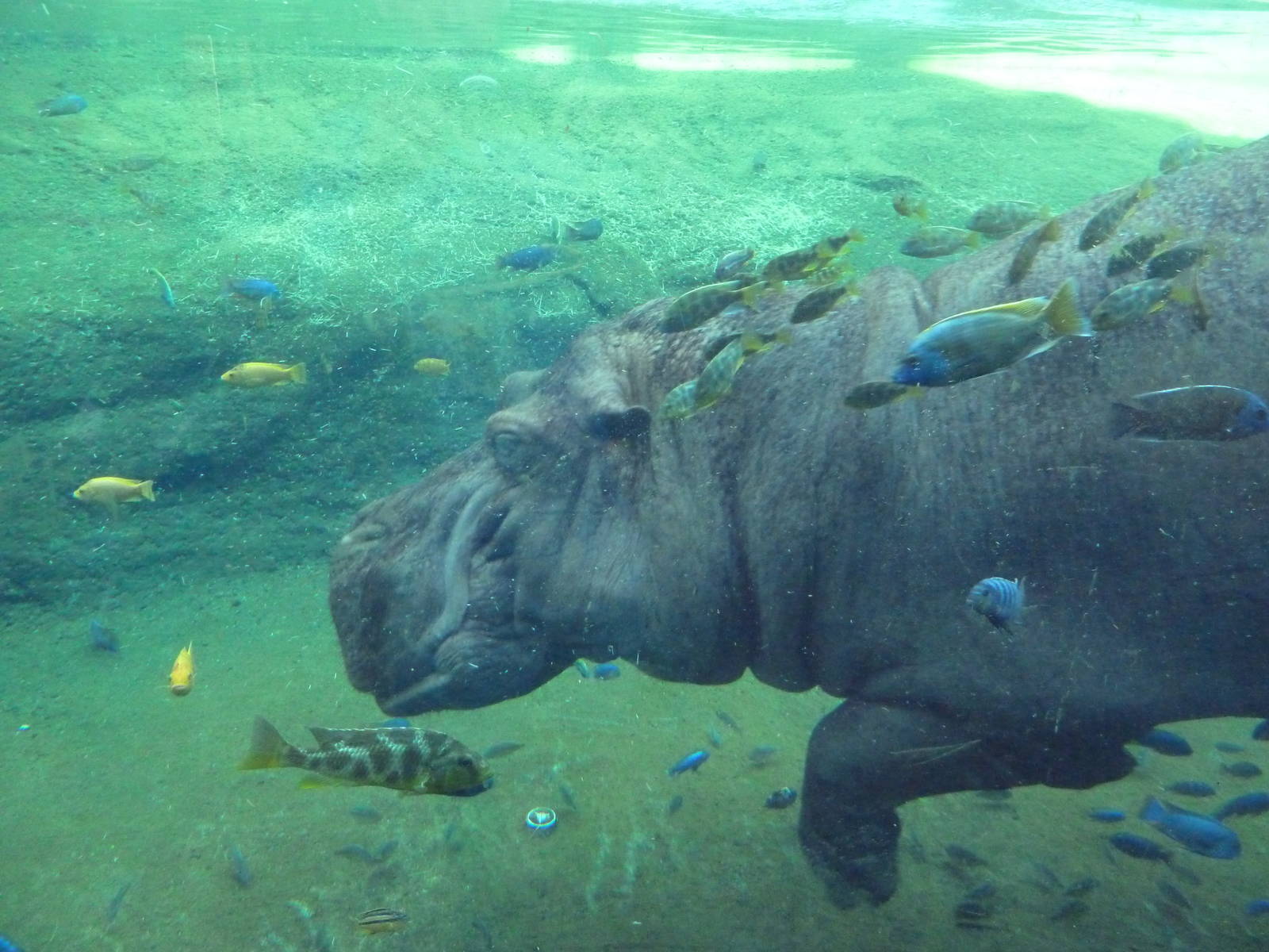 Africa Live - Nile Hippo