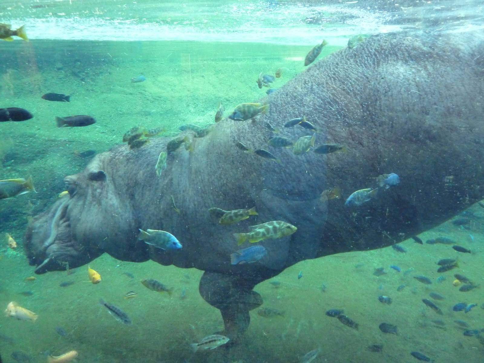 Africa Live - Nile Hippo