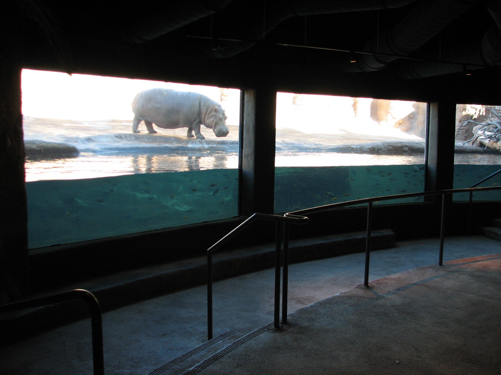 Africa Live - Nile Hippopotamus Exhibit Viewing Area