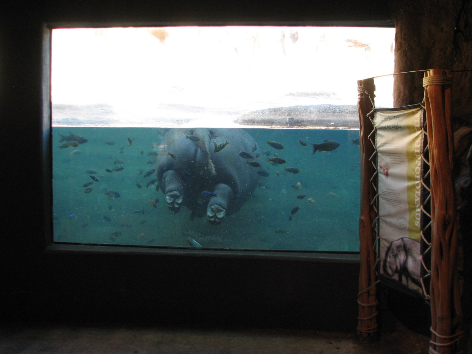 Africa Live - Nile Hippopotamus Exhibit Viewing Area