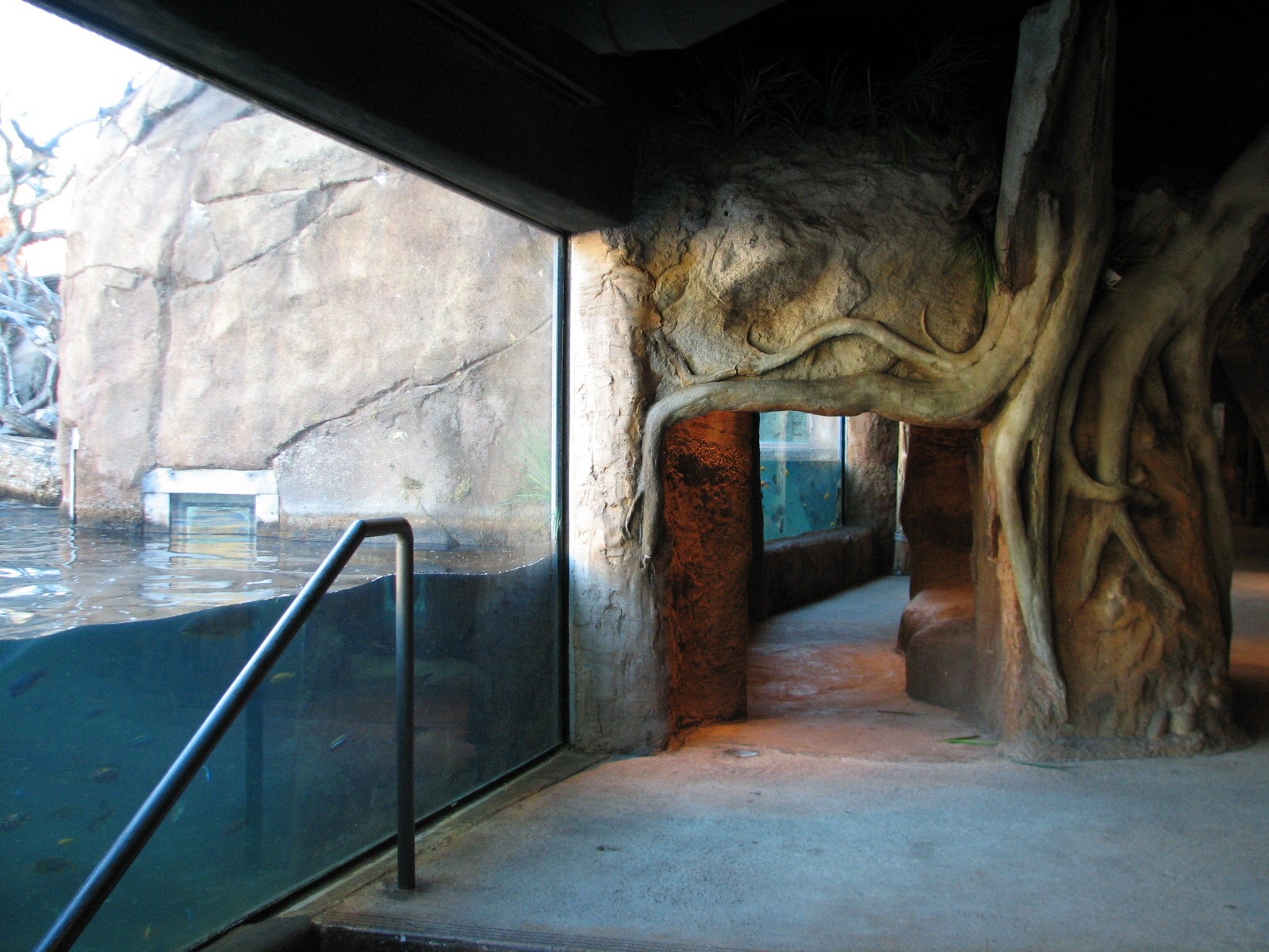Africa Live - Nile Hippopotamus Exhibit Viewing Area