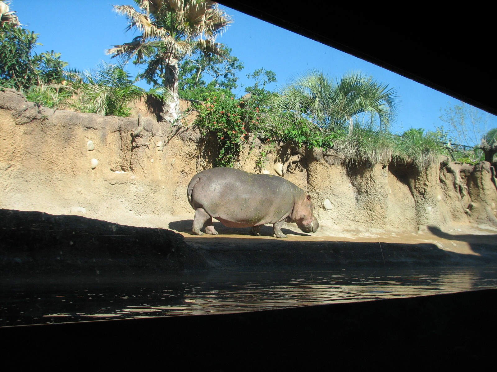 Africa Live - Nile Hippopotamus Exhibit