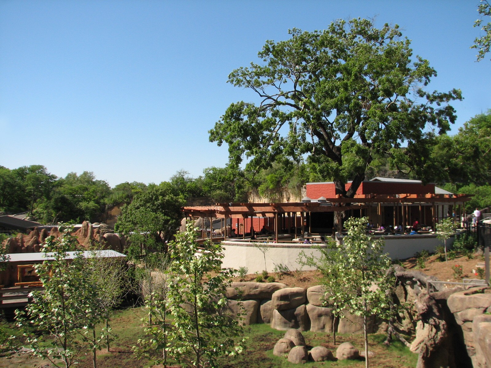 Africa Live - Okapi Exhibit and Baraza cafe