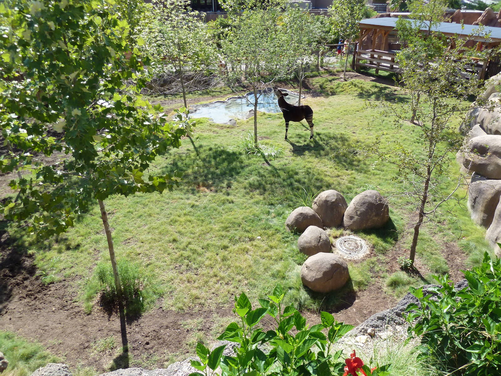 Africa Live - Okapi Exhibit