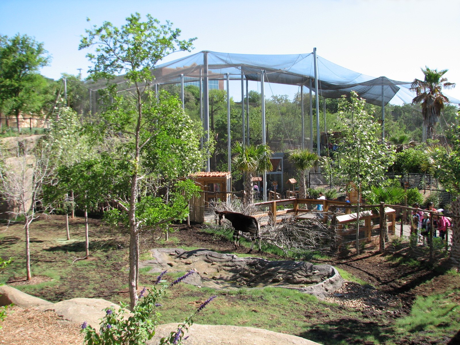 Africa Live - Okapi Exhibit