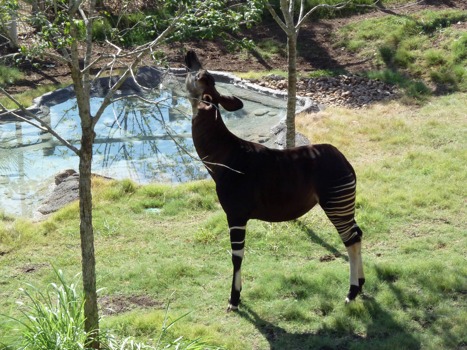 Africa Live - Okapi
