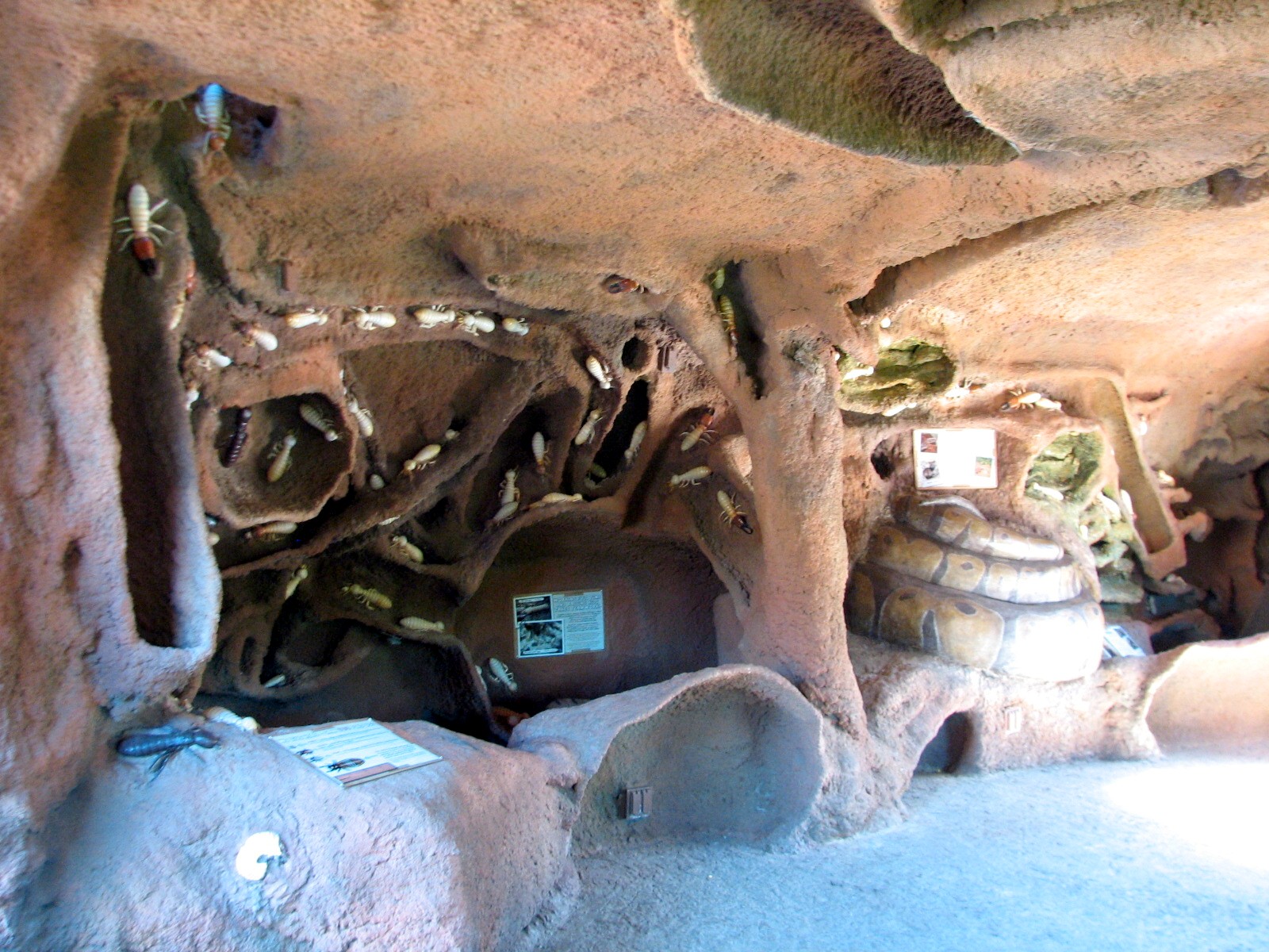Africa Live - Termite Mound Interior
