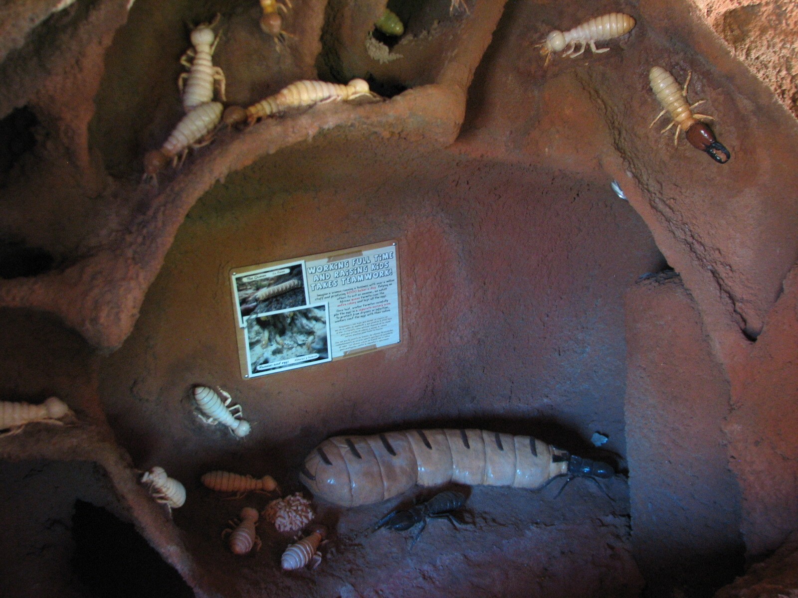 Africa Live - Termite Mound Interior