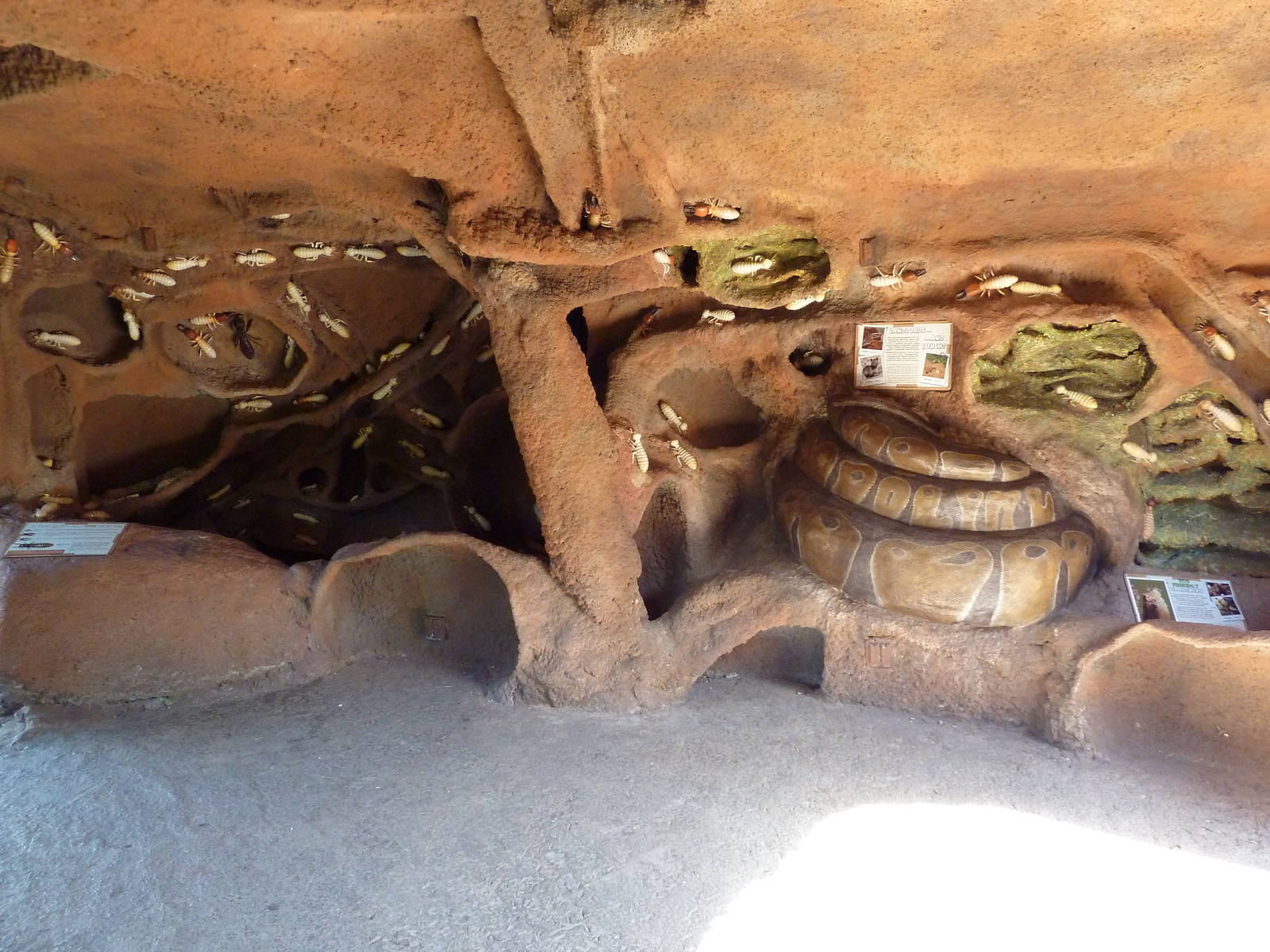 Africa Live - Termite Mound