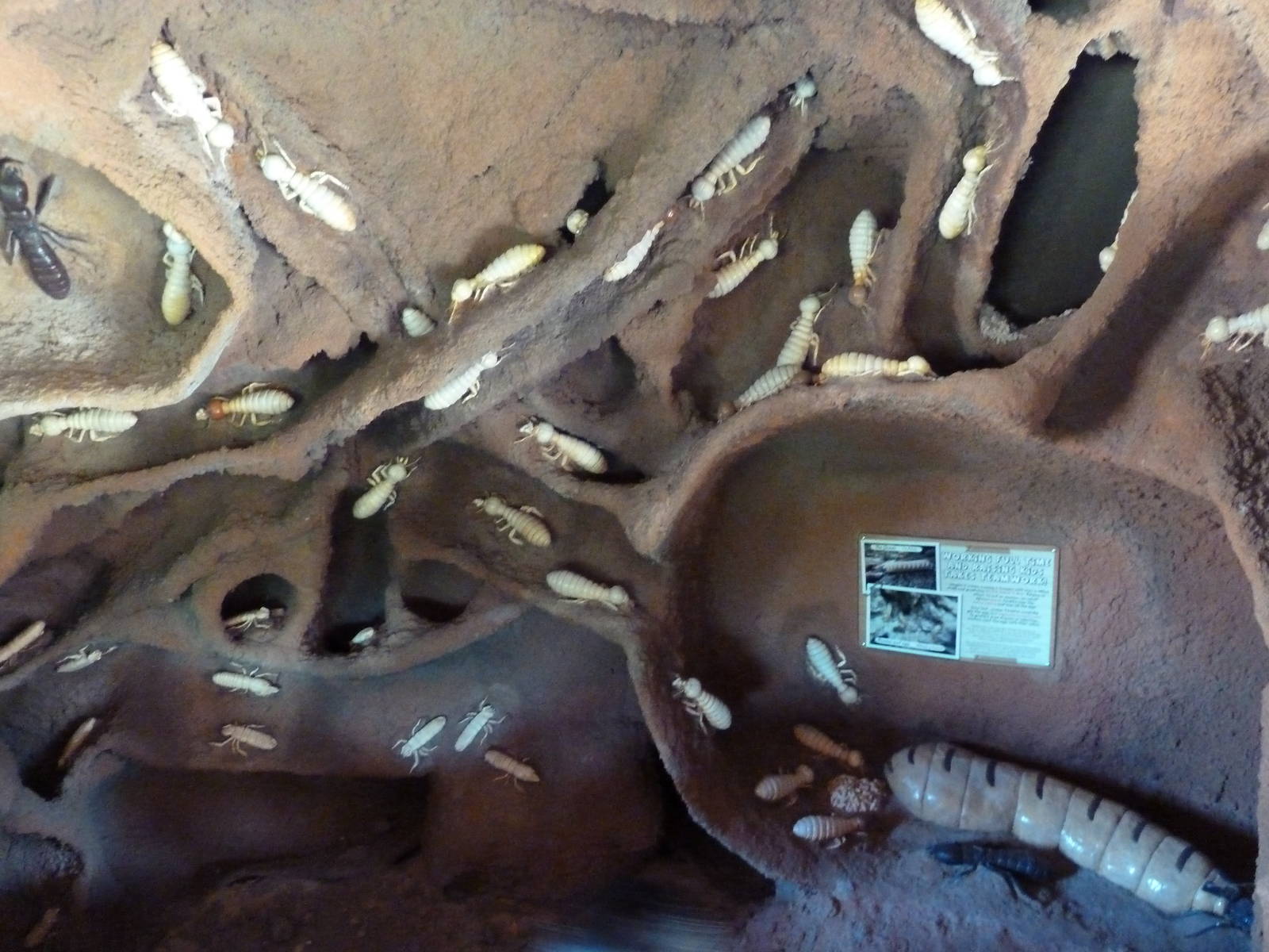 Africa Live - Termite Mound