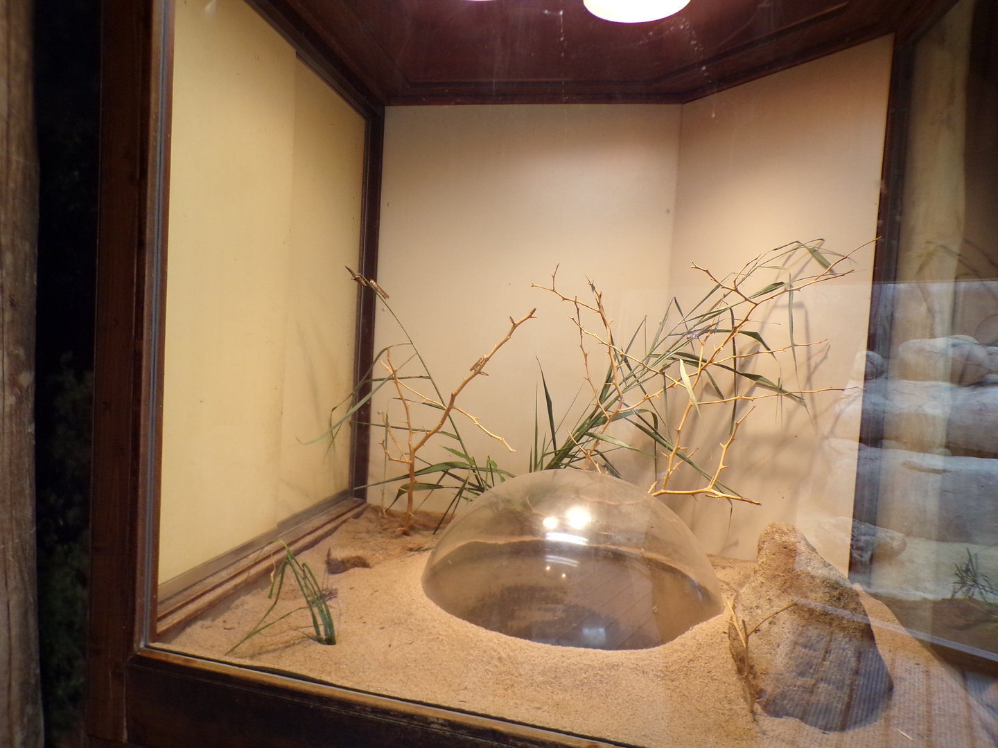 Africa- Locust enclosure 13.7.23