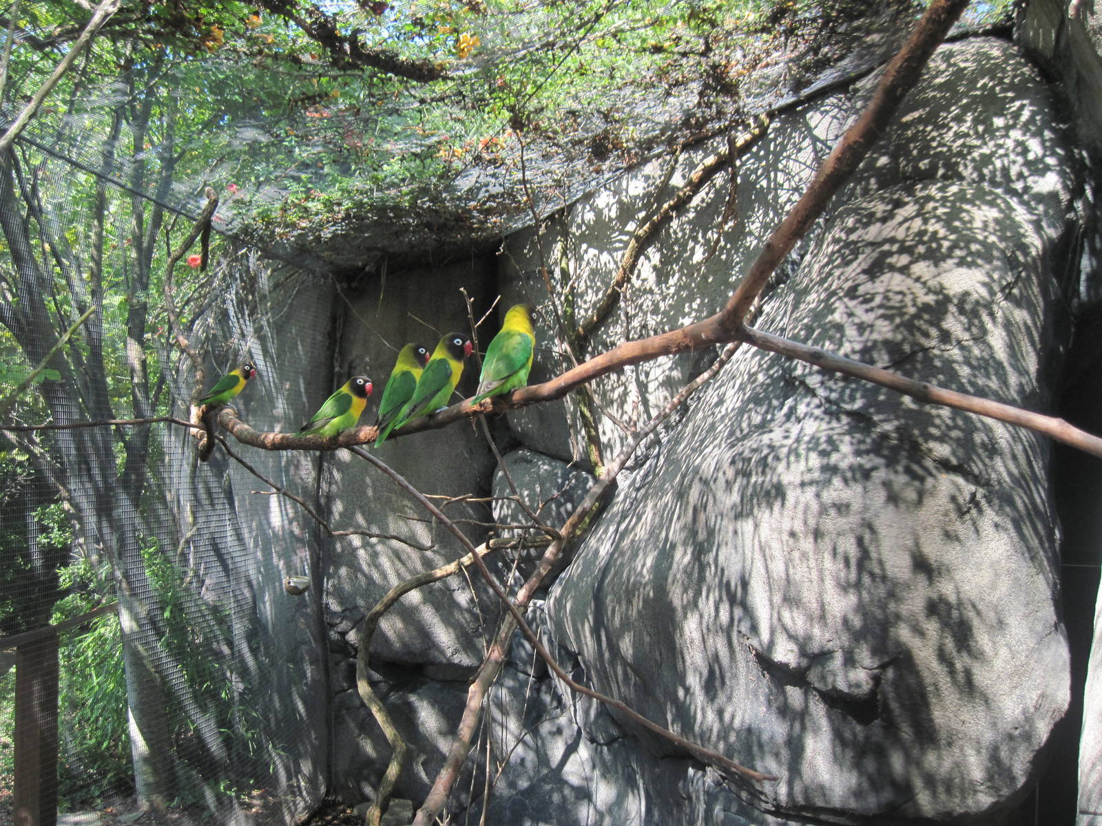 Africa-Lovebird Aviary