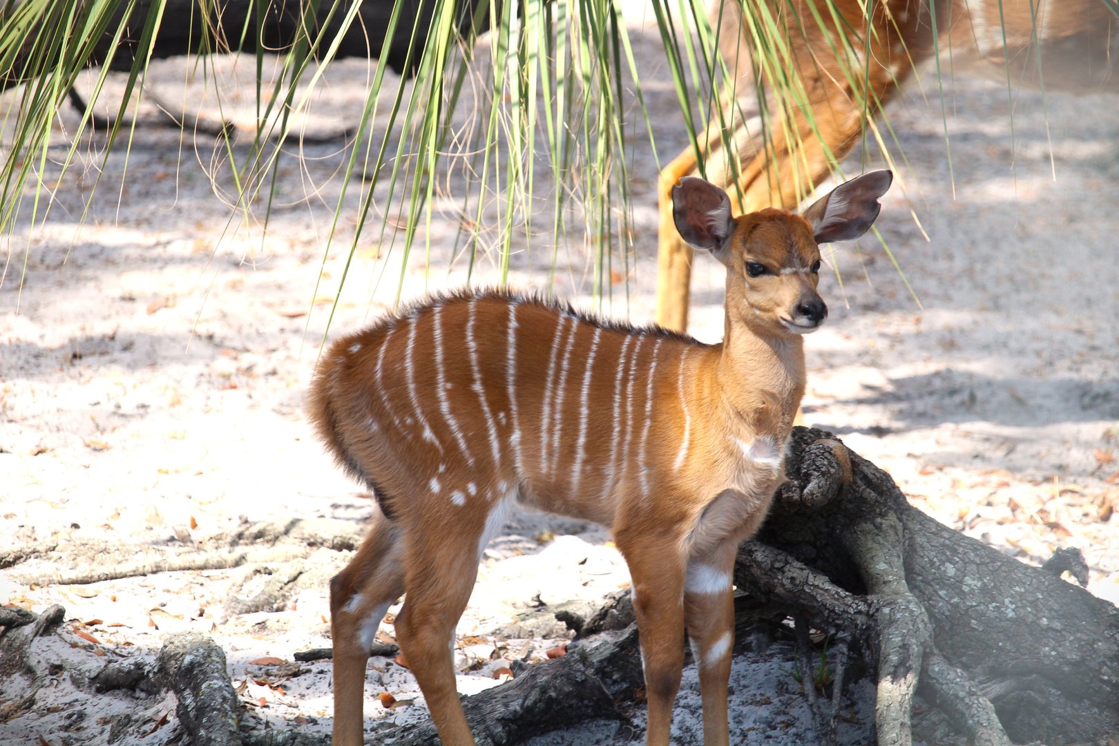 Africa - Lowland Nyala calf