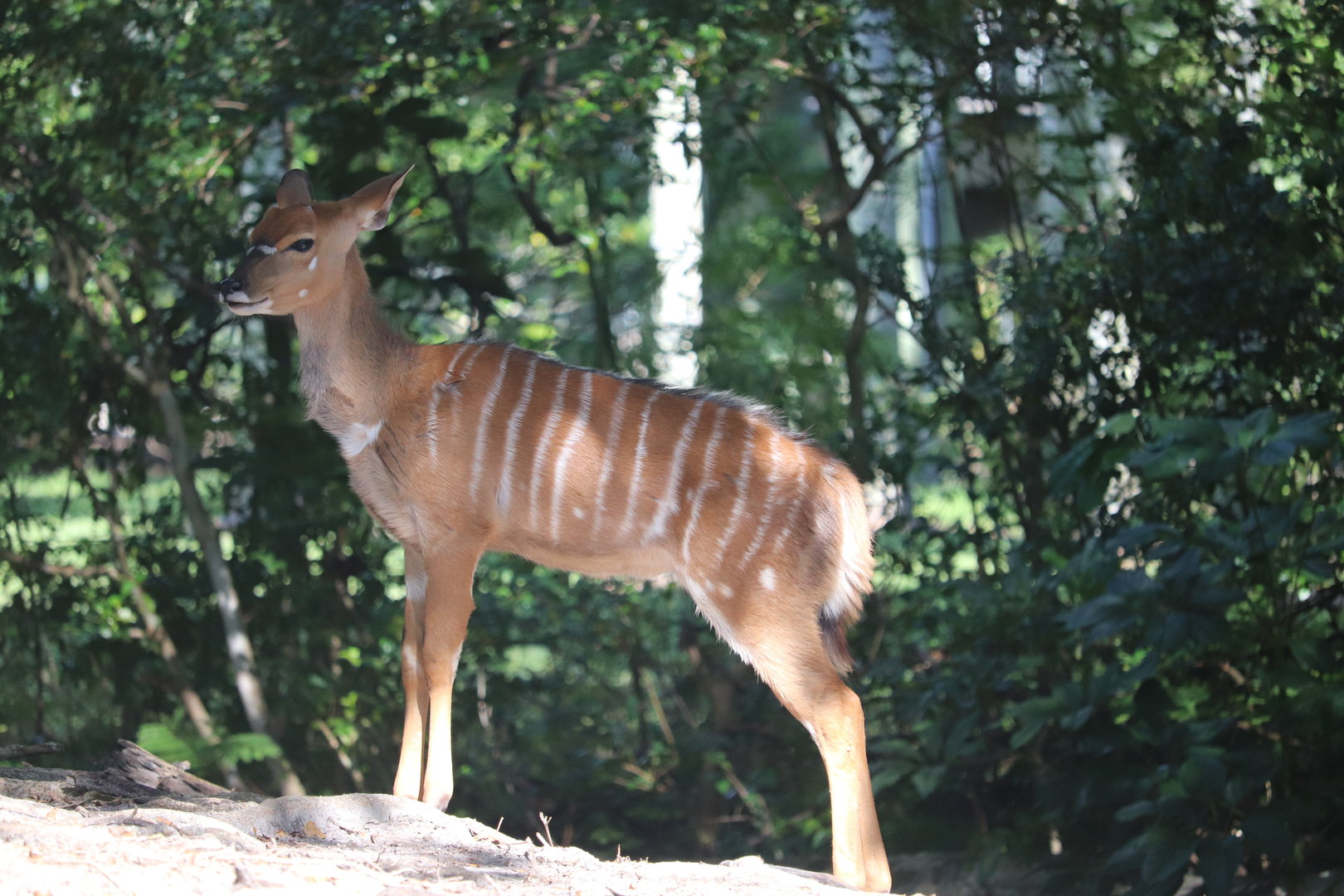 Africa - Lowland Nyala