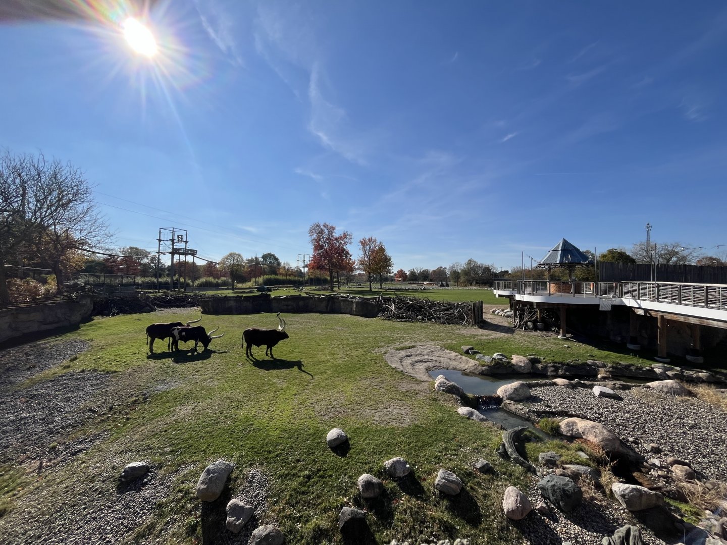 Africa! Main savanna