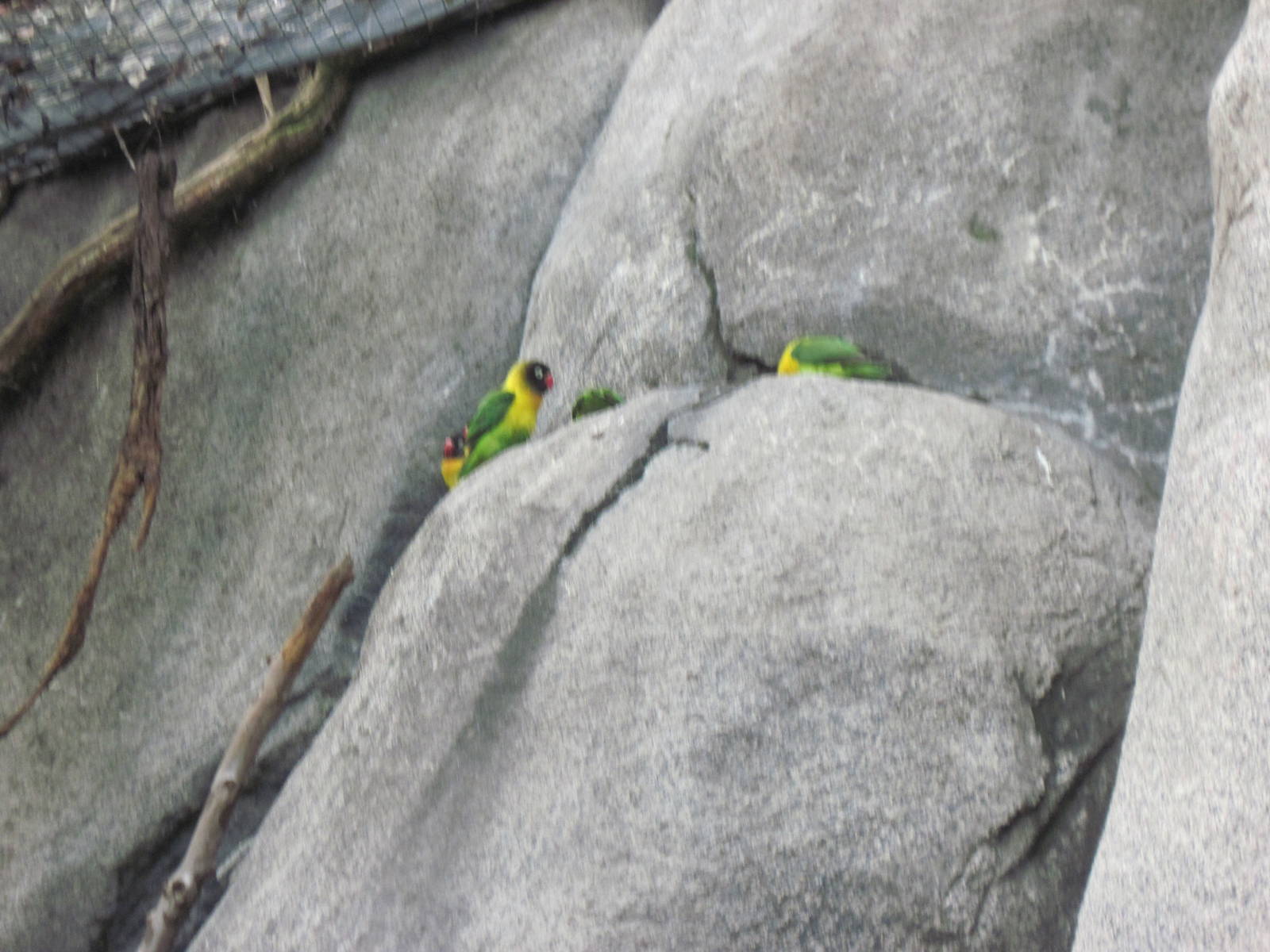 Africa-Maked Lovebirds