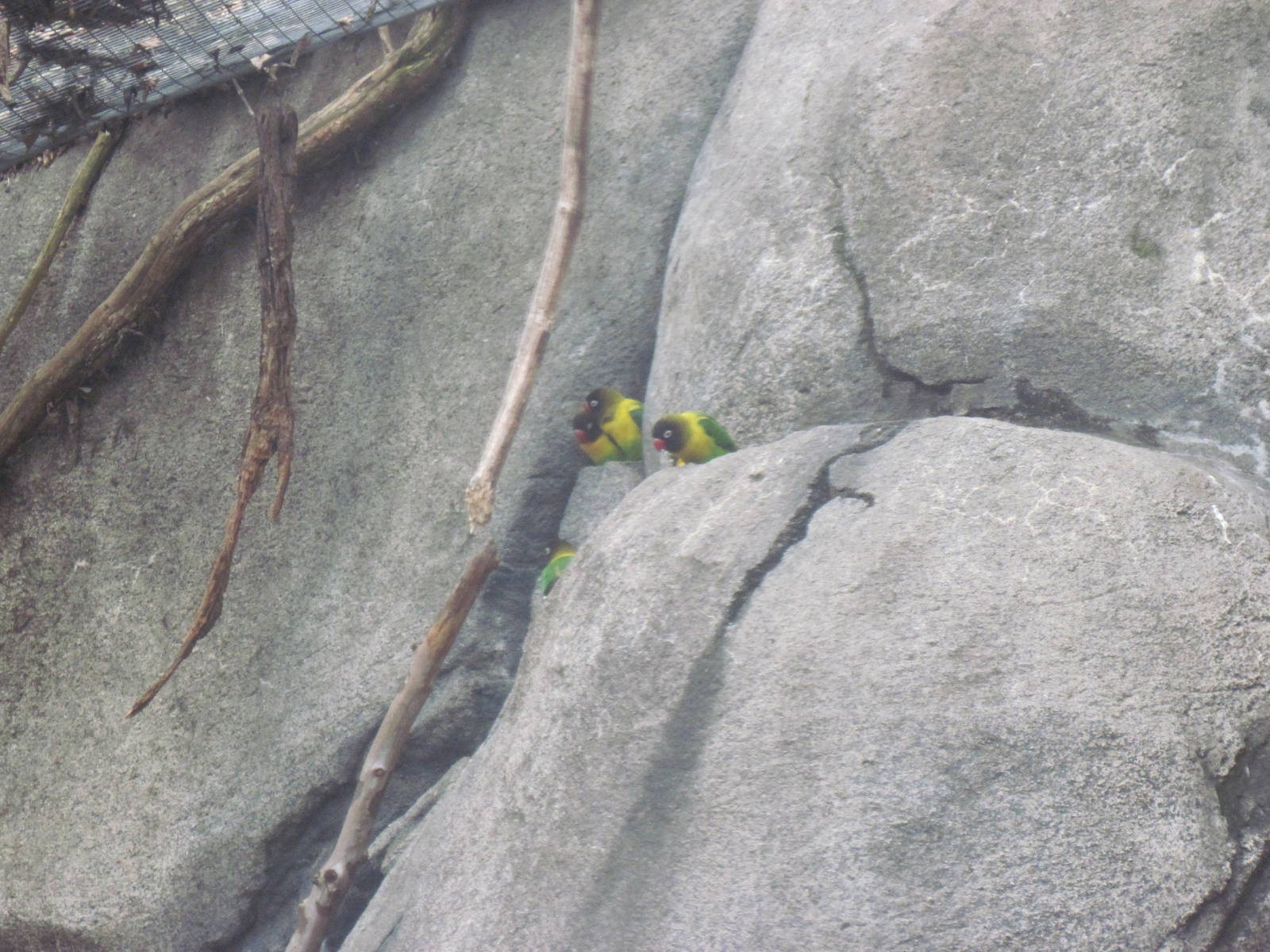 Africa-Maked Lovebirds