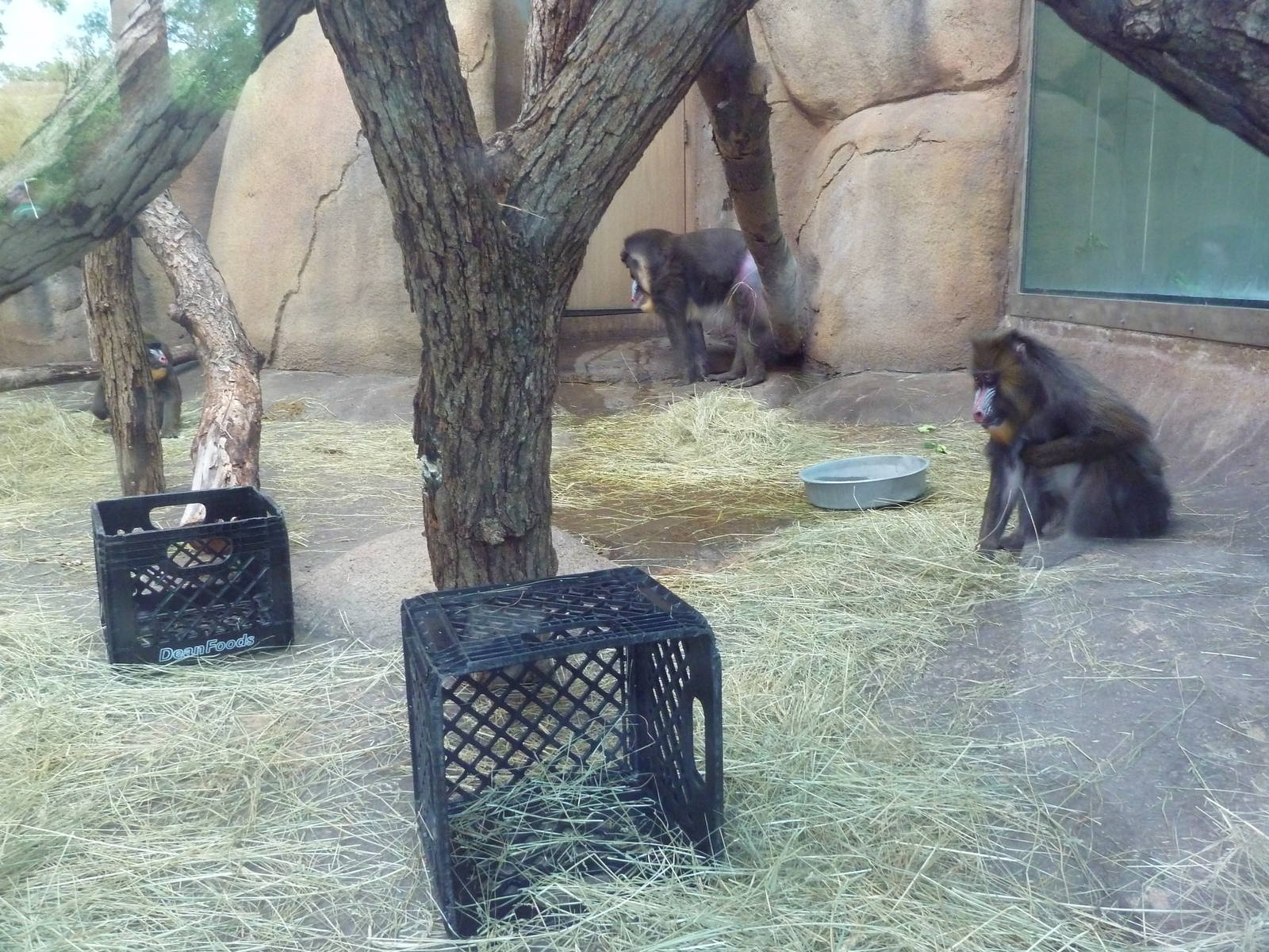 Africa! - Mandrill Exhibit (Indoor Viewing Area)