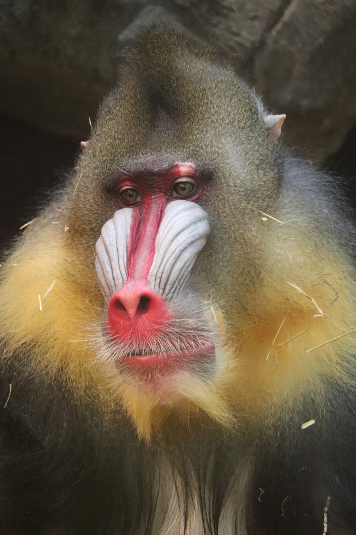Africa - Mandrill