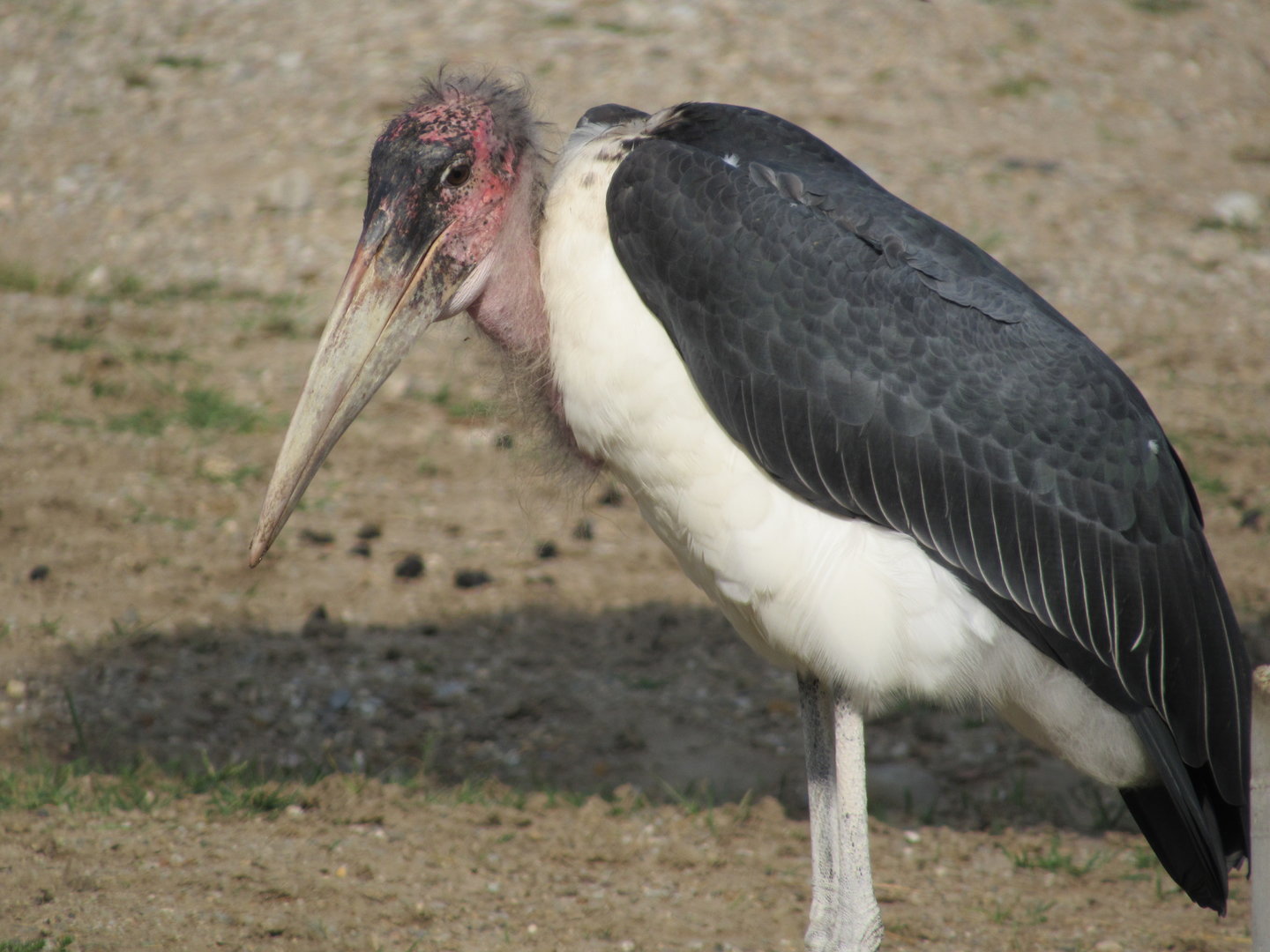Africa - Marabou Stork Ethel