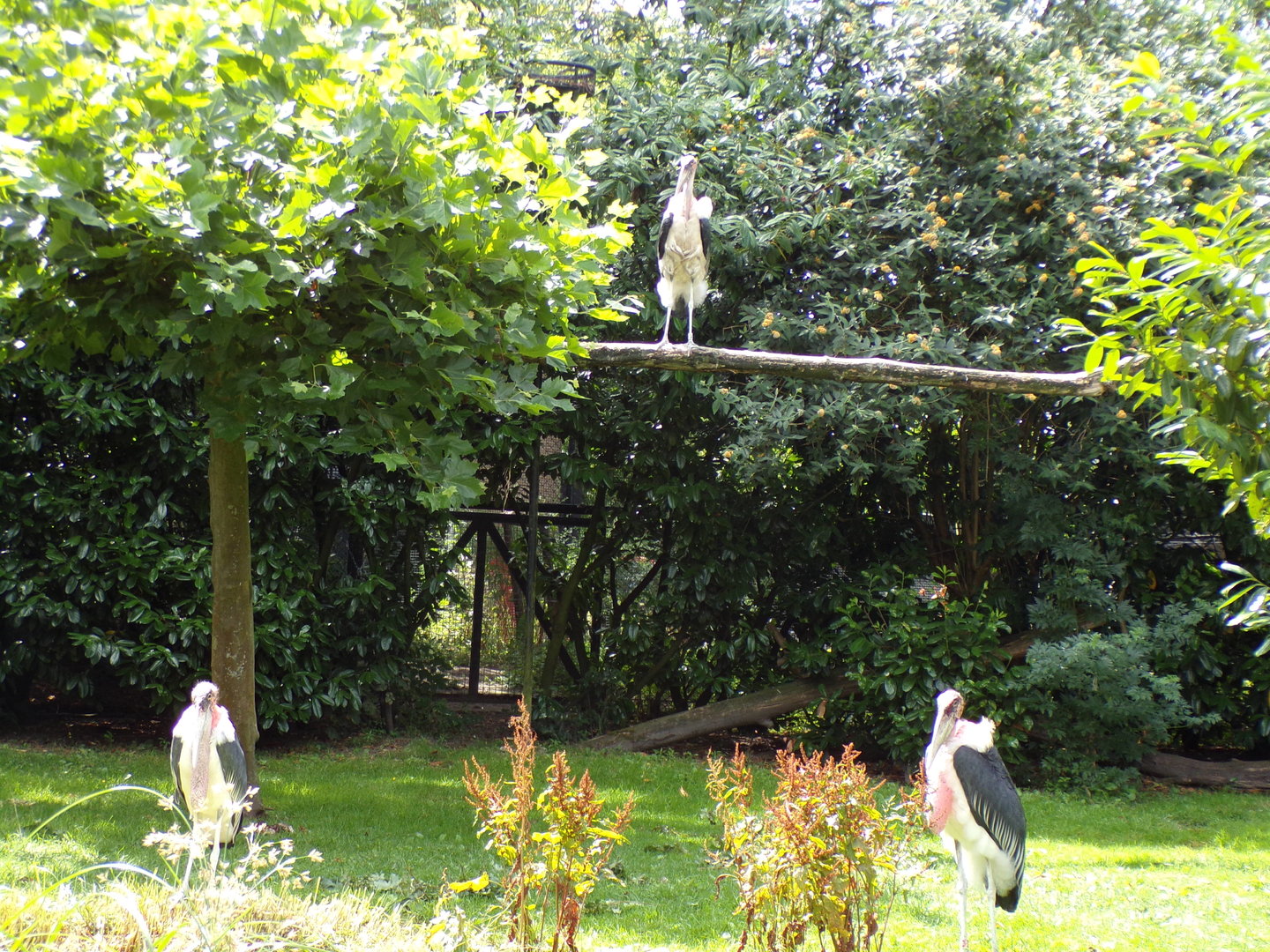 Africa- Marabou storks 13.7.23