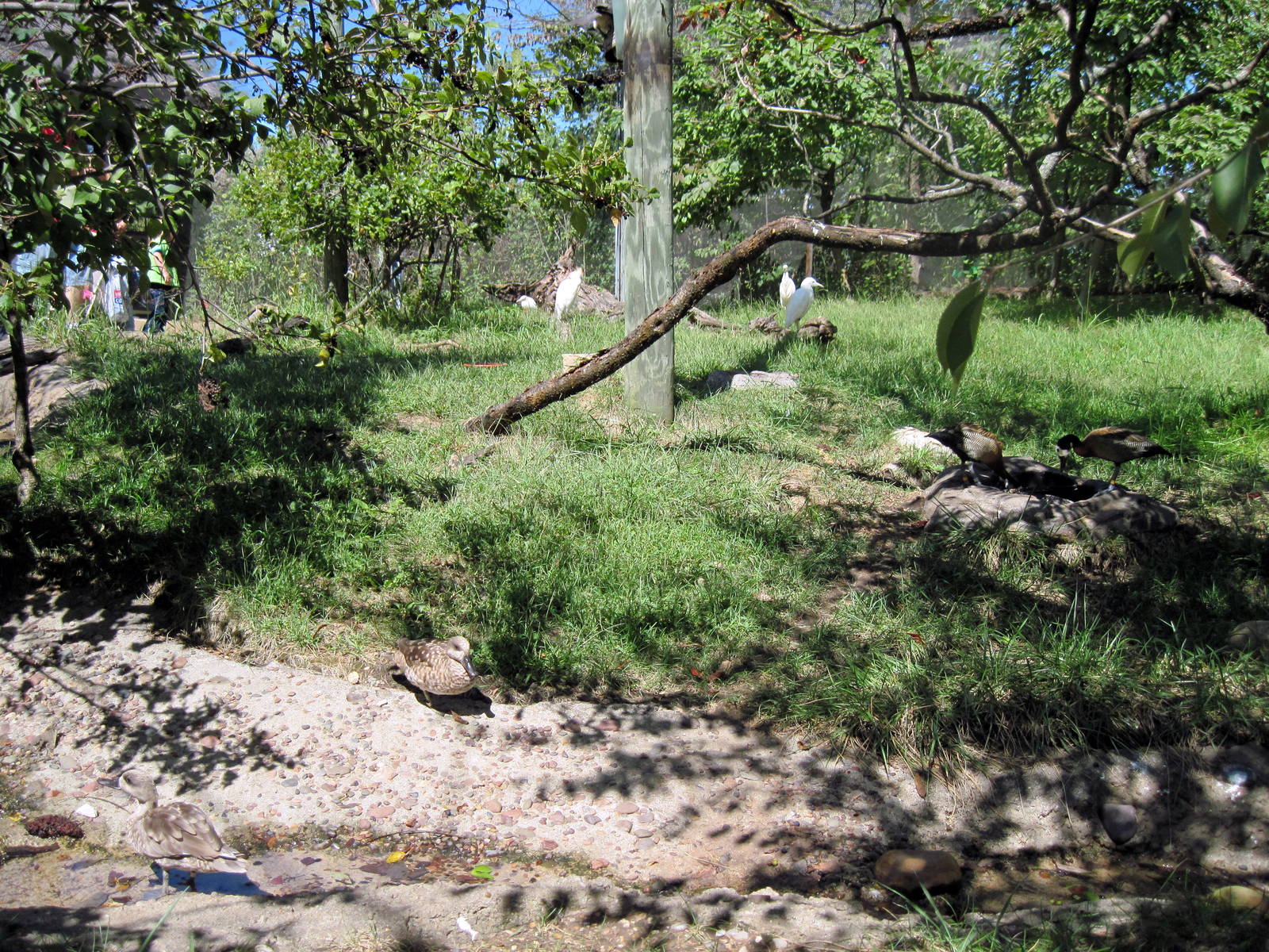 Africa-Marbled Duck and Cattle Egret