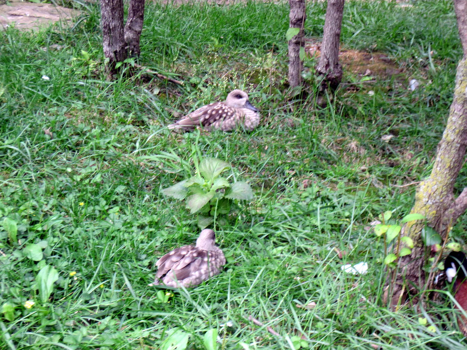 Africa-Marbled Ducks