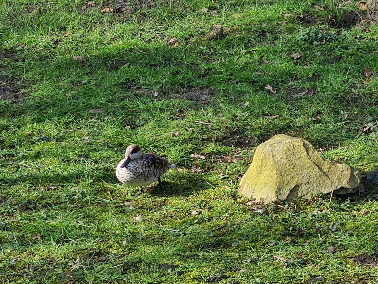 Africa - Marbled teal in Okapi aviary