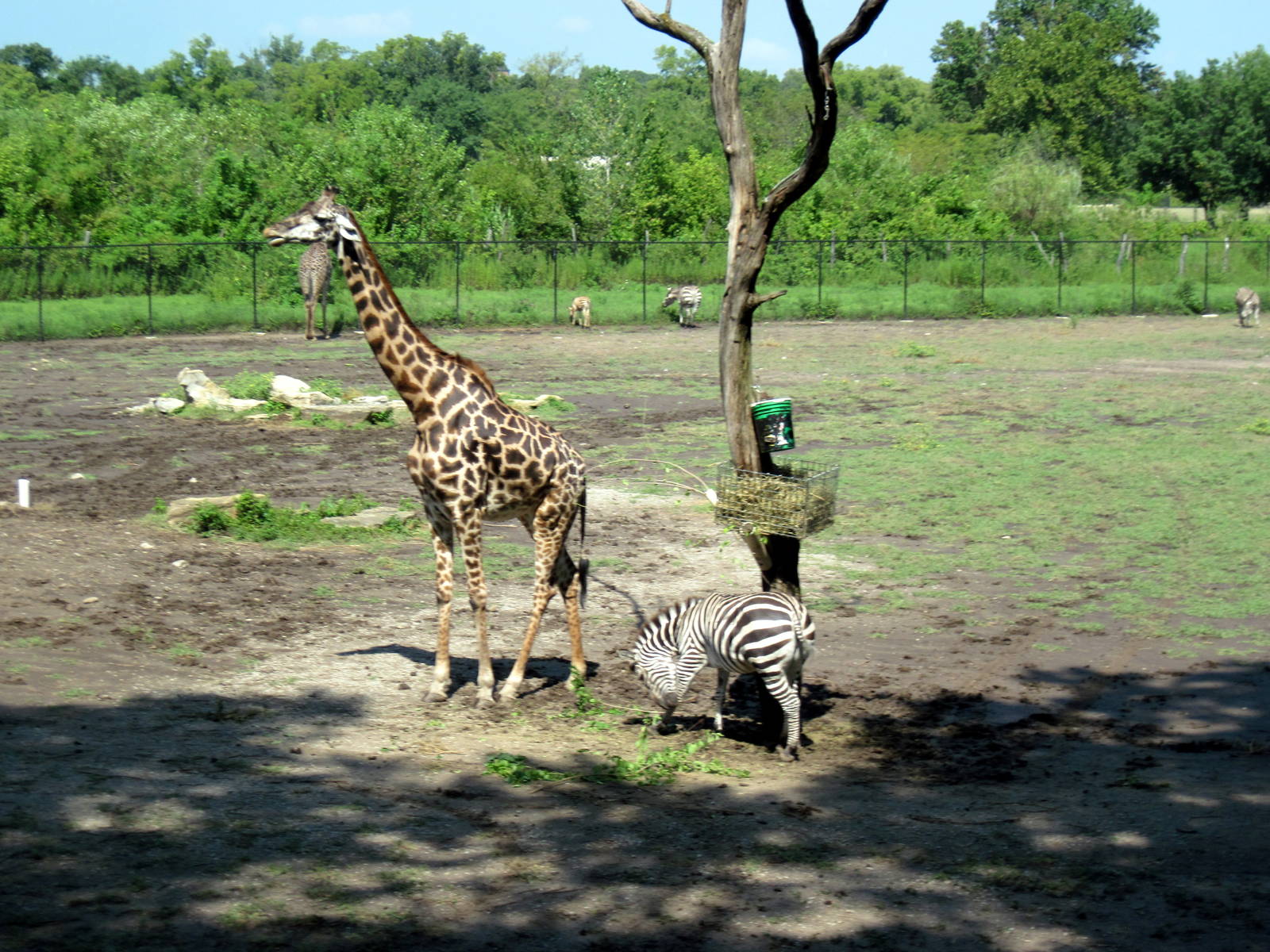 Africa-Masai Giraffe and Grant's Zebra