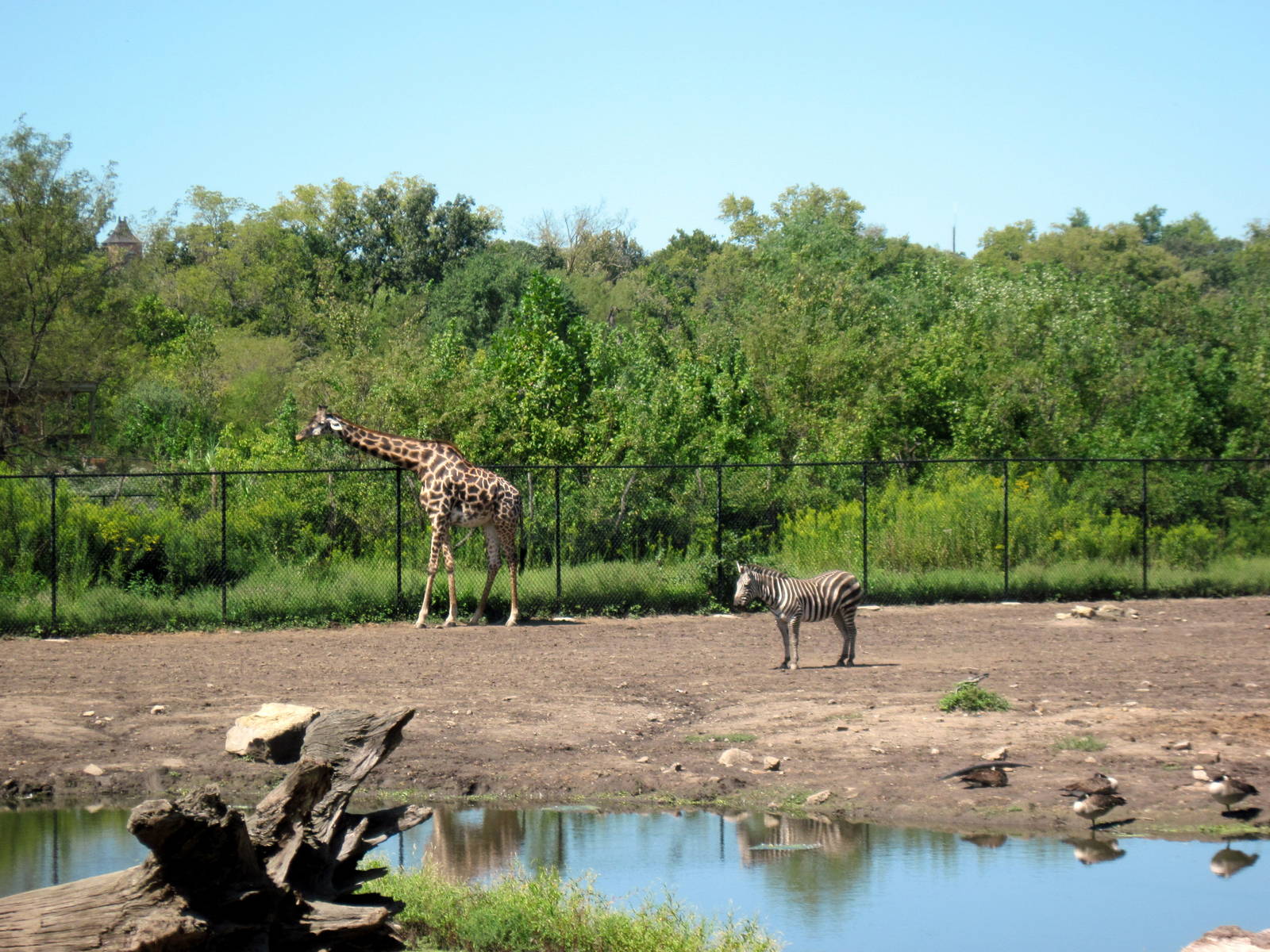 Africa-Masai Giraffe and Grant's Zebra