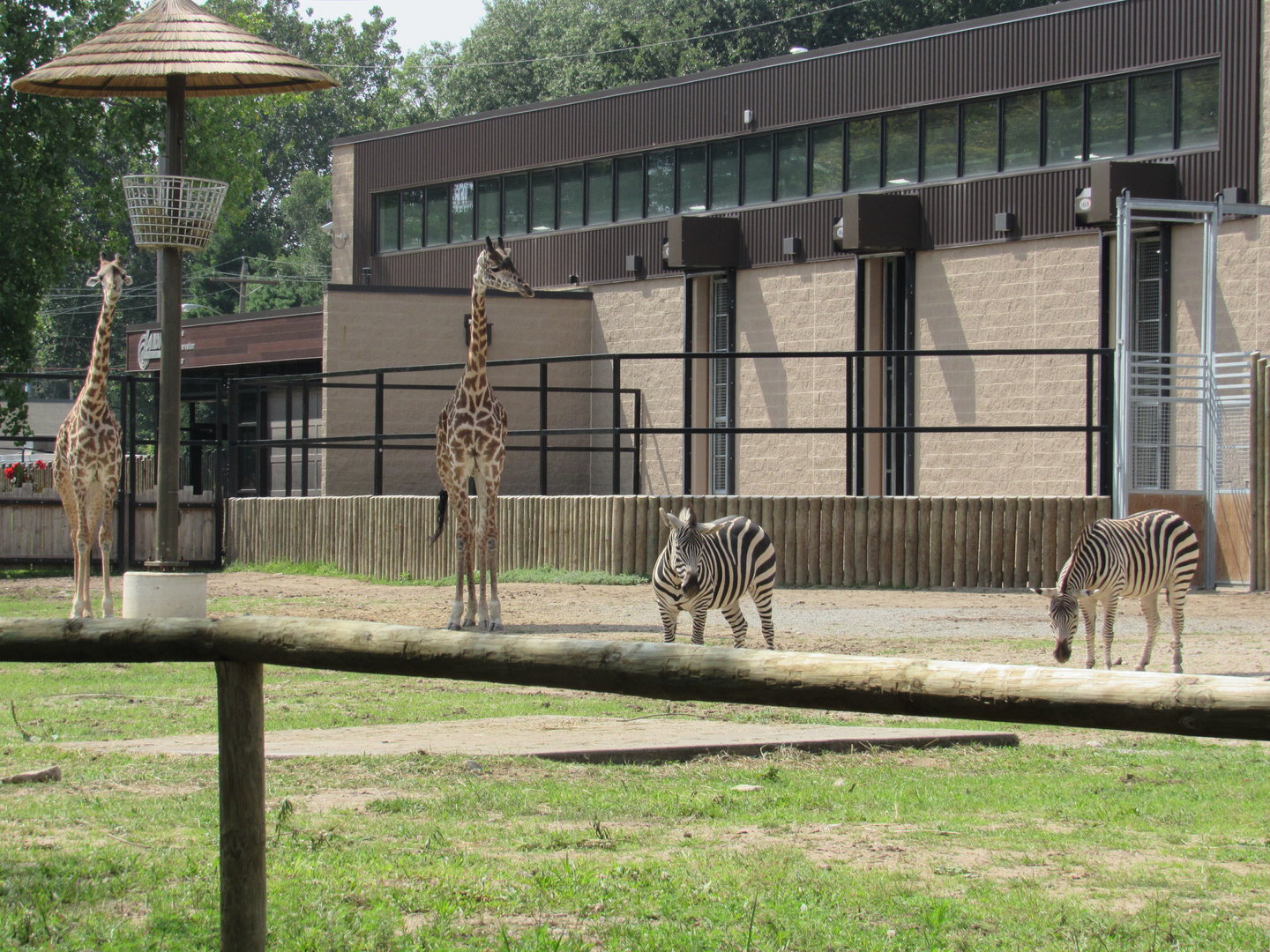 Africa - Masai Giraffe and Plains Zebra