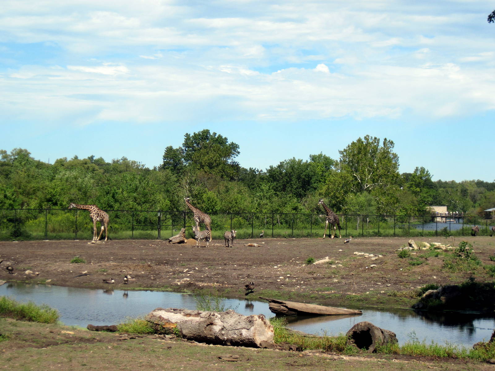 Africa-Masai Giraffe/Grant's Zebra/Ostrich/African Crowned Crane Exhibit