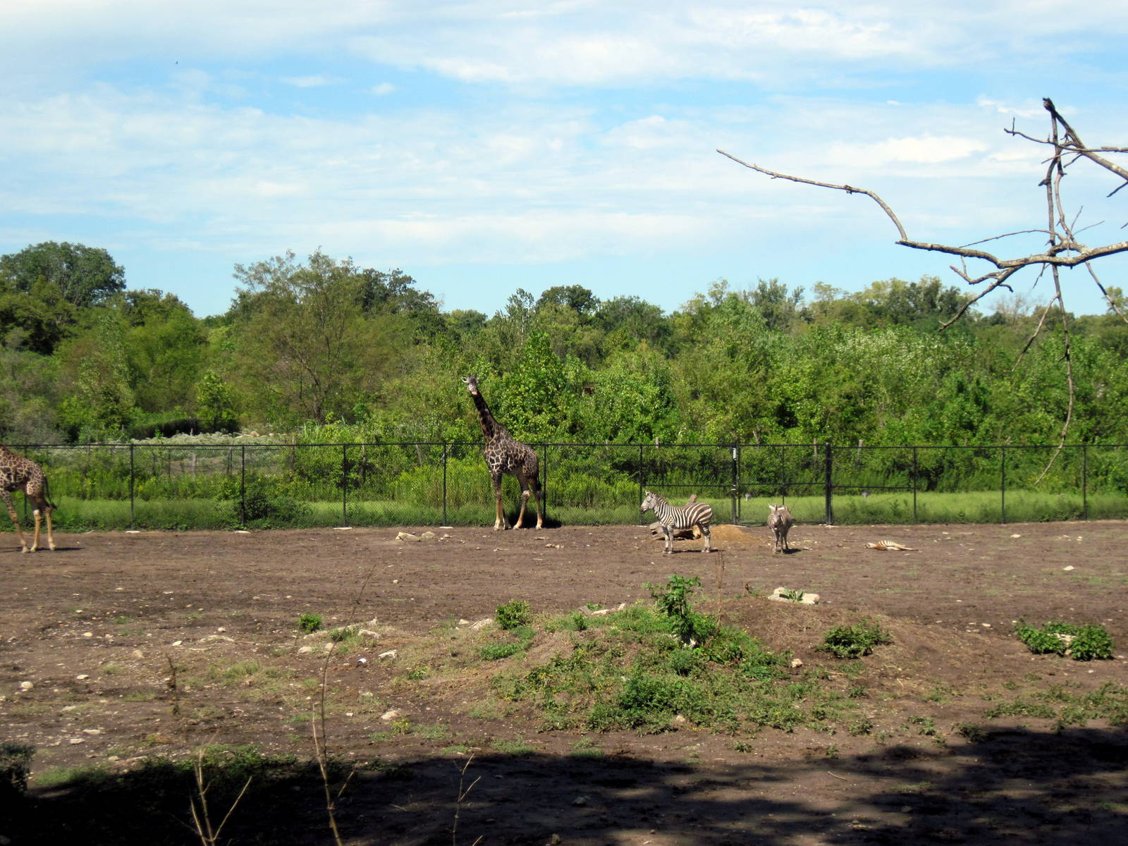 Africa-Masai Giraffe/Grant's Zebra/Ostrich/African Crowned Crane Exhibit