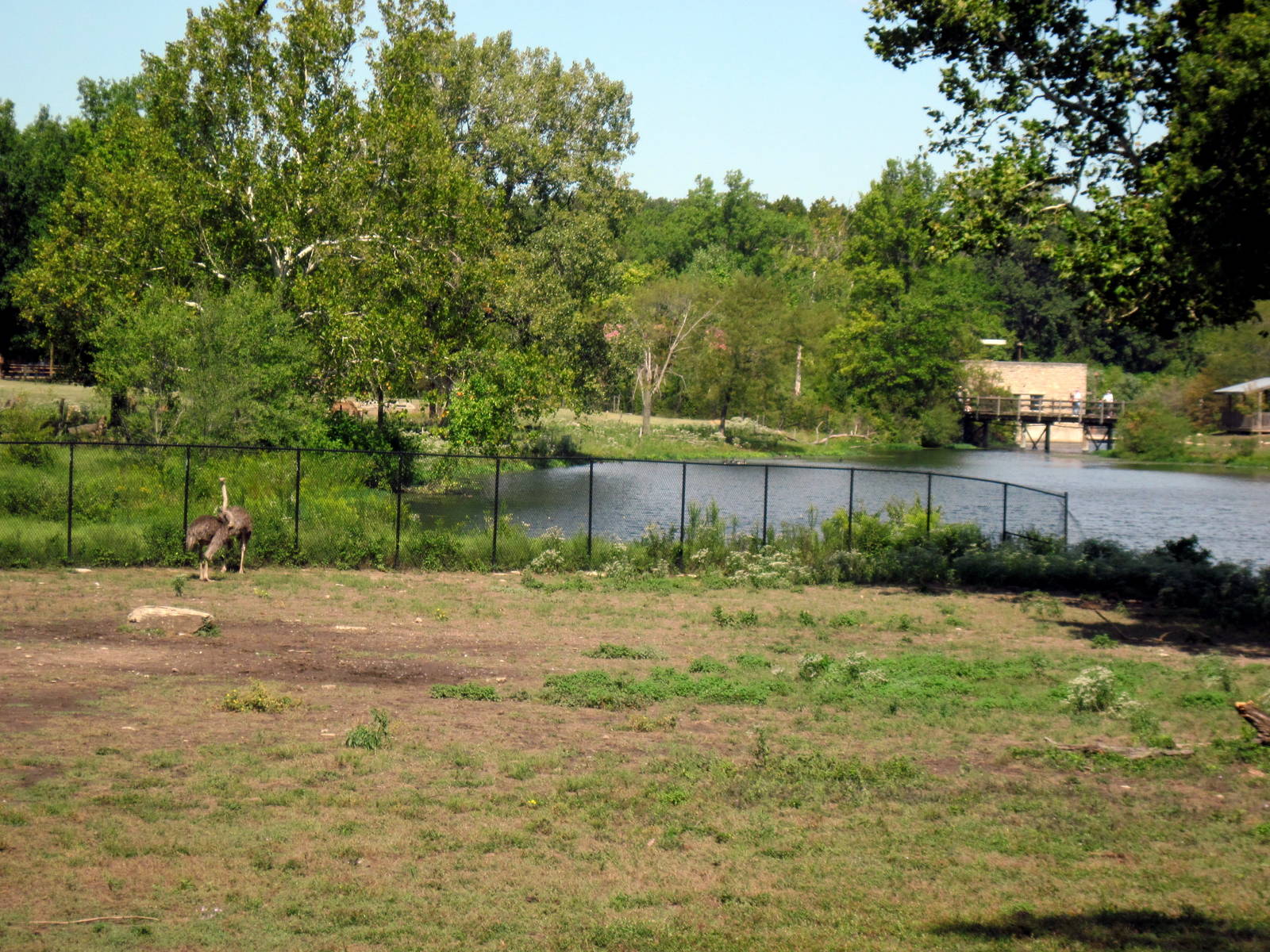 Africa-Masai Giraffe/Grant's Zebra/Ostrich/African Crowned Crane Exhibit