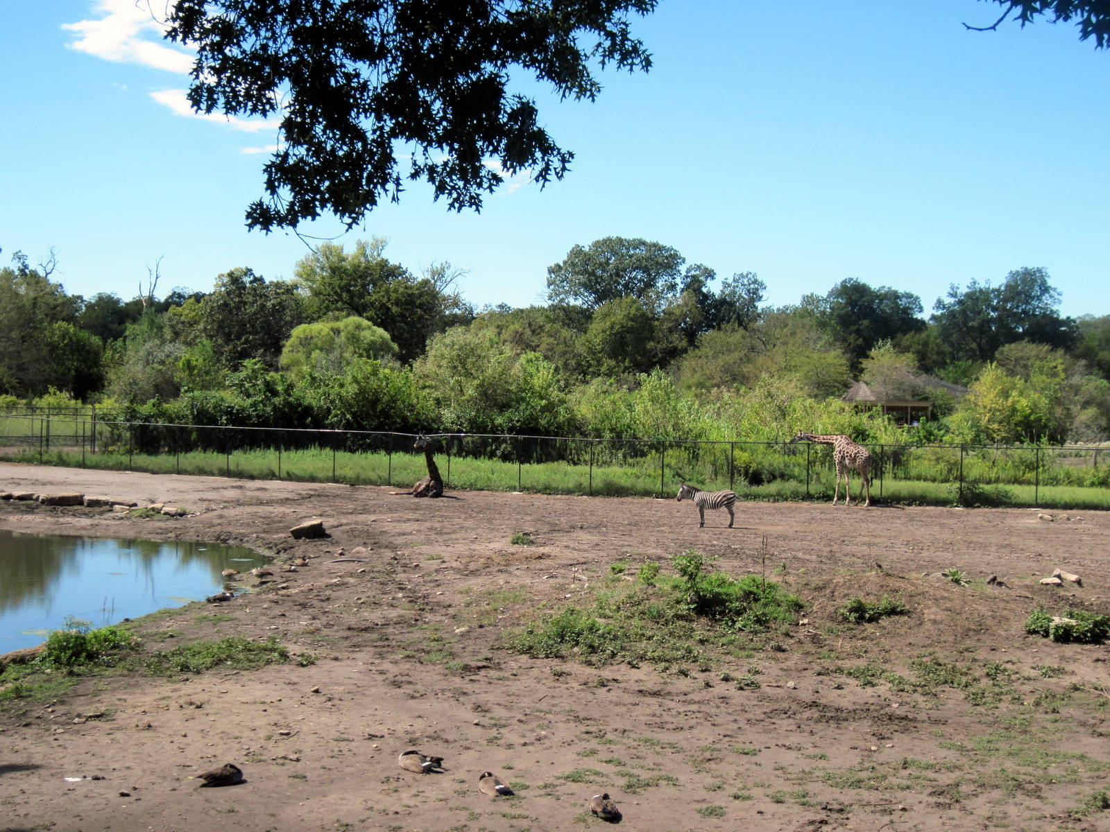 Africa-Masai Giraffe/Grant's Zebra/Ostrich/African Crowned Crane Exhibit
